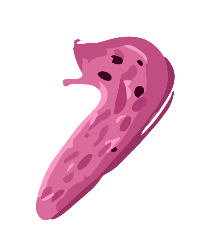 Illustration of a slug.