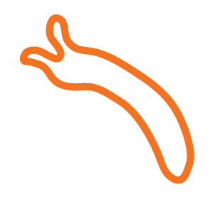 Outline drawing of a hot dog in a bun.