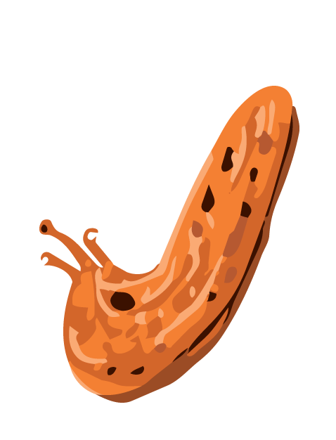Illustration of a brown slug with a dark shell and antennae.