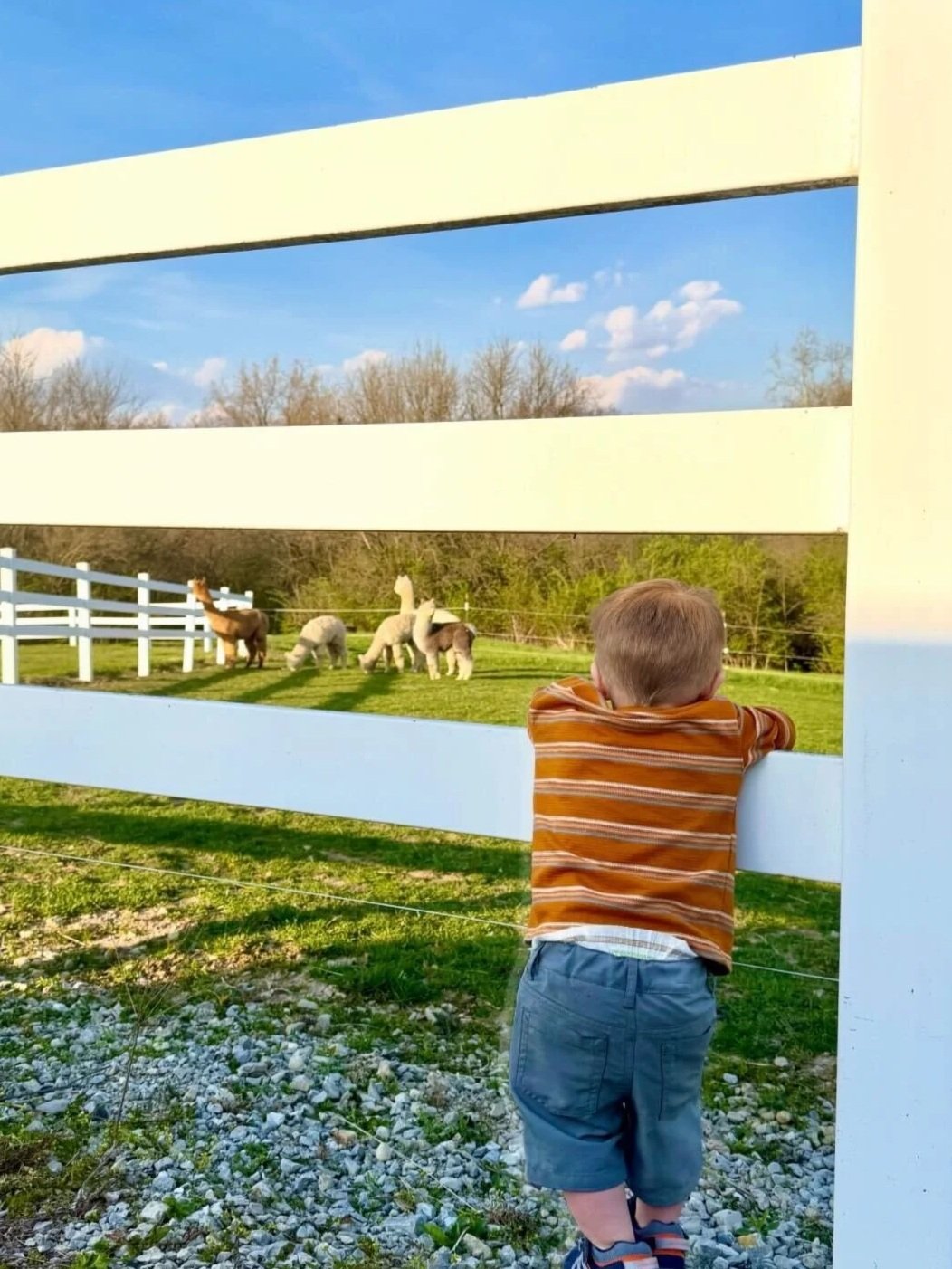 A young boy in a striped shirt and shorts looks through a white fence at a field of miniature alpacas and llamas against a backdrop of trees and a blue sky with scattered clouds.