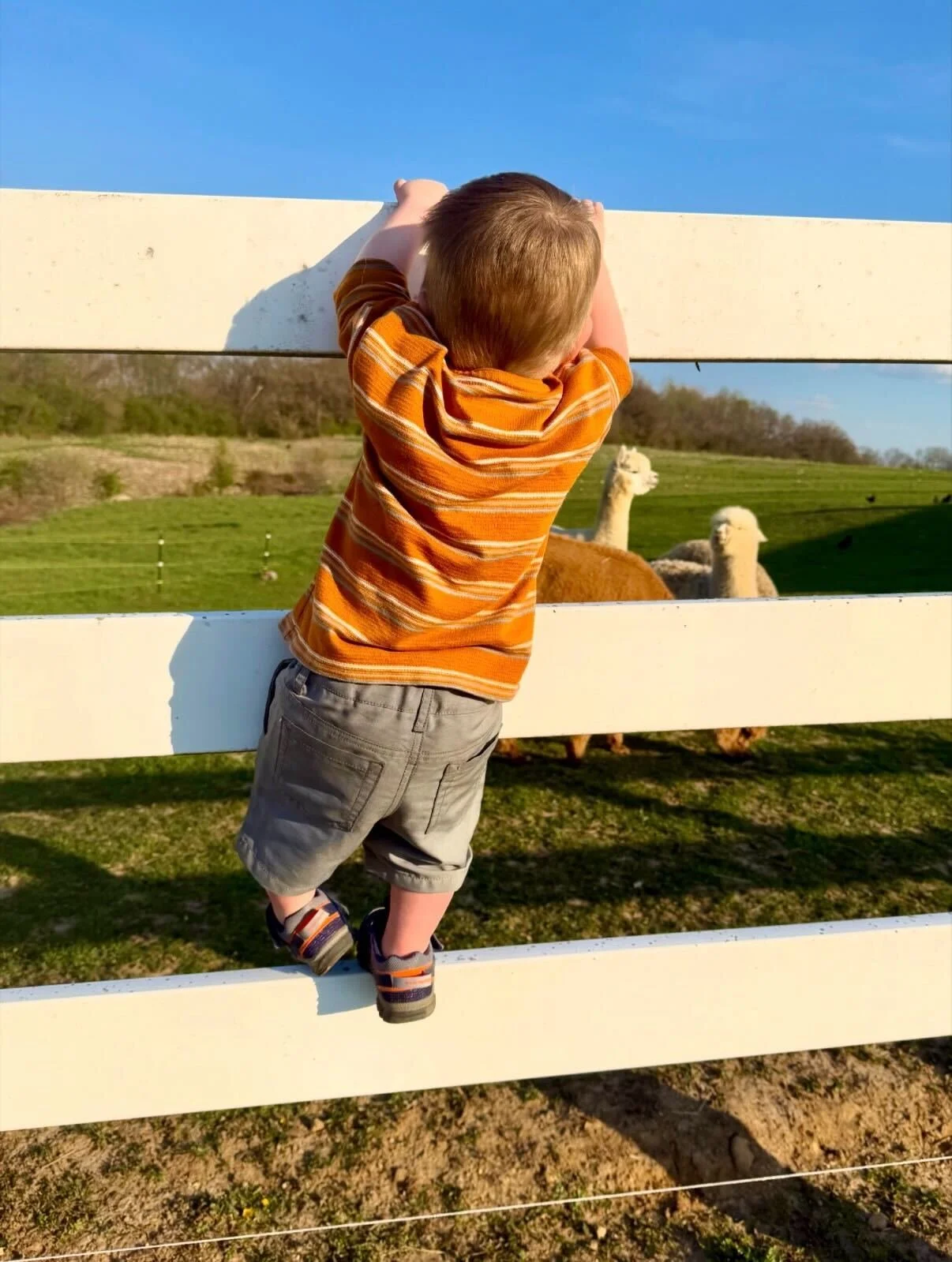 Young boy in orange striped shirt and gray shorts climbing on a white fence, looking out at llamas in a green pasture under a blue sky.