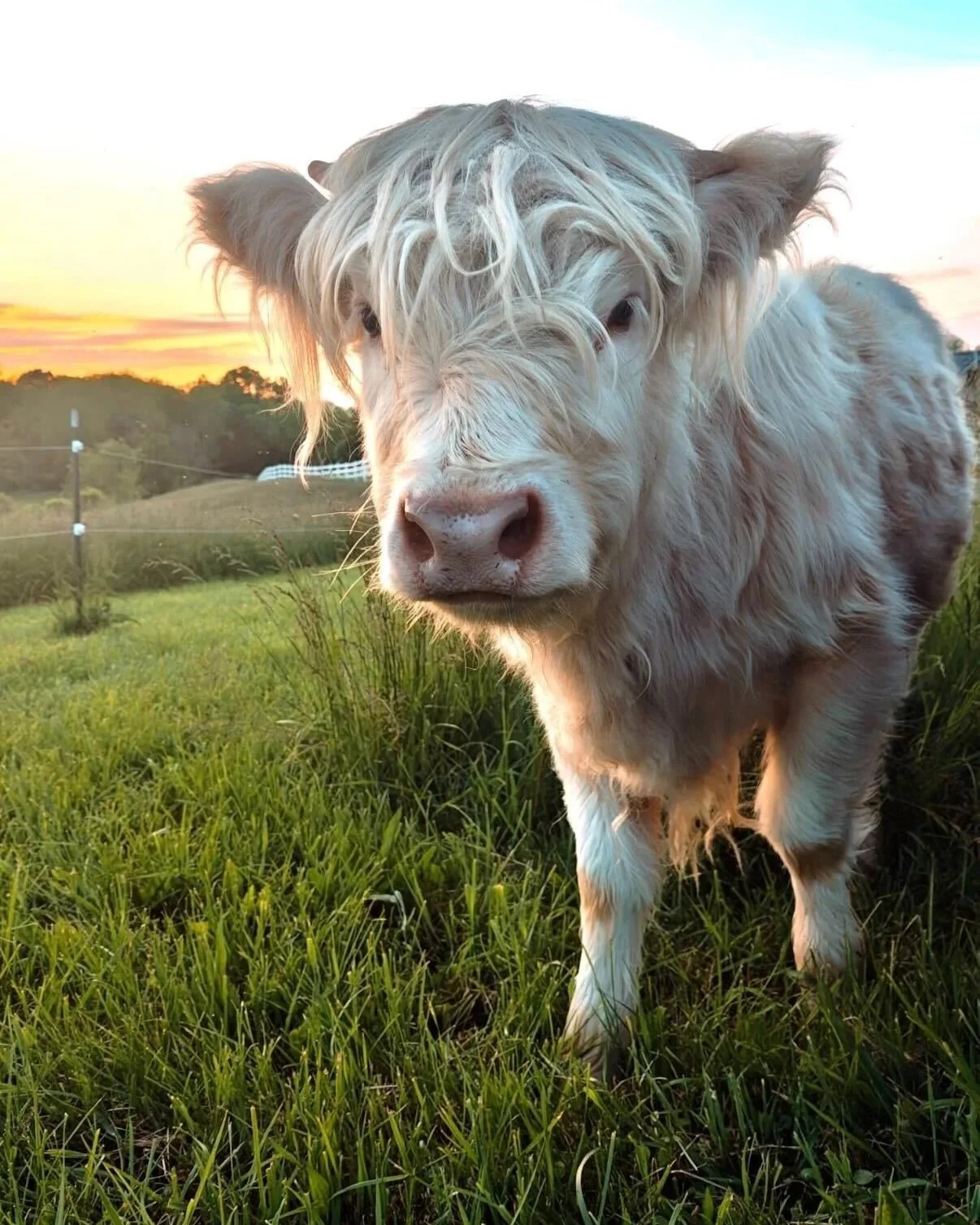 A white fluffy cow with long hair standing in a grassy field during sunset.