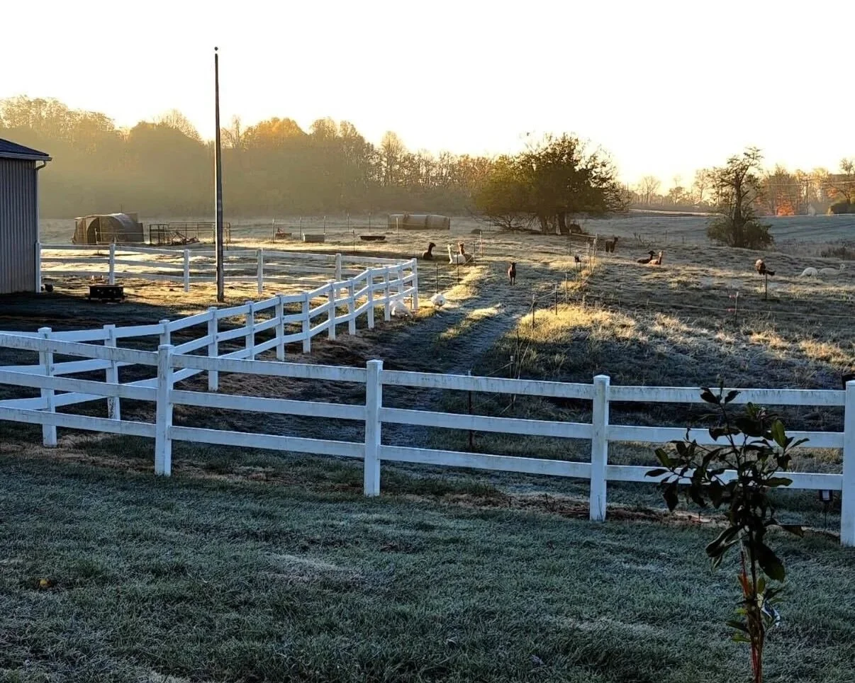 A farm landscape at sunrise with a winding dirt path, white fences, grazing cows, and leafy trees in the background.