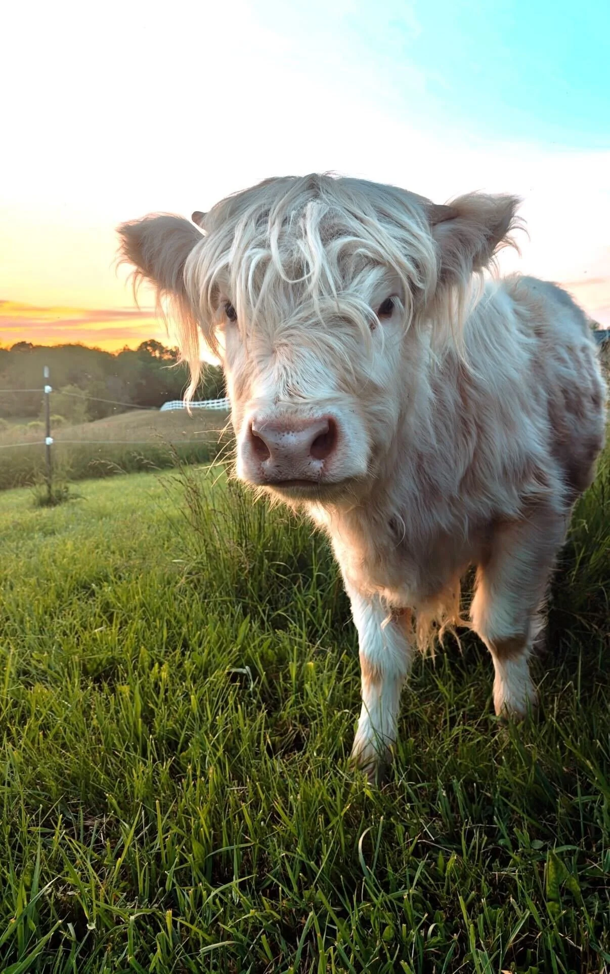 Close-up of a white cow with long hair standing on green grass during sunset with a distant horizon and a fence.