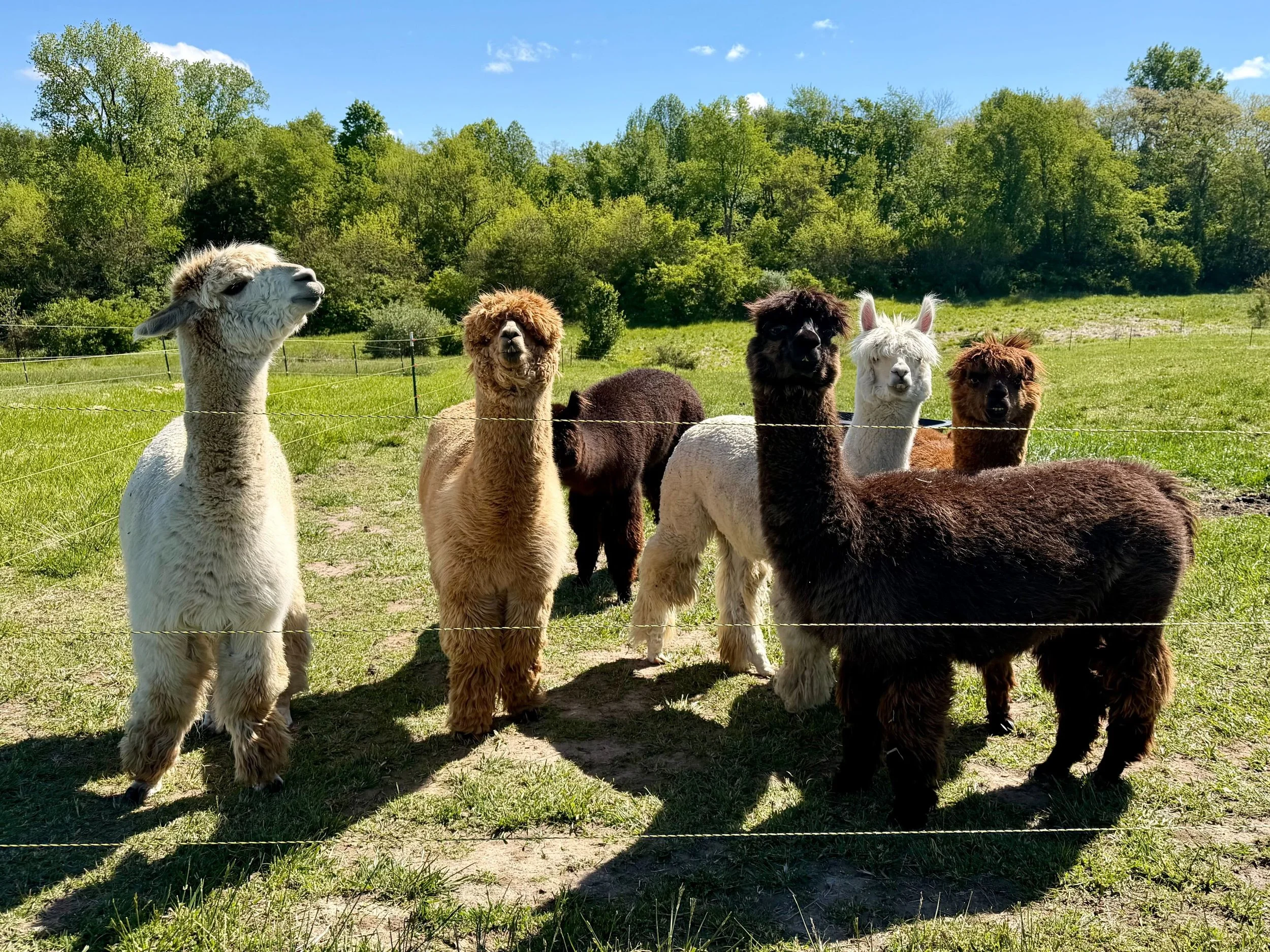 A group of llamas and alpacas standing behind a low fence in a grassy field, with trees and blue sky in the background.