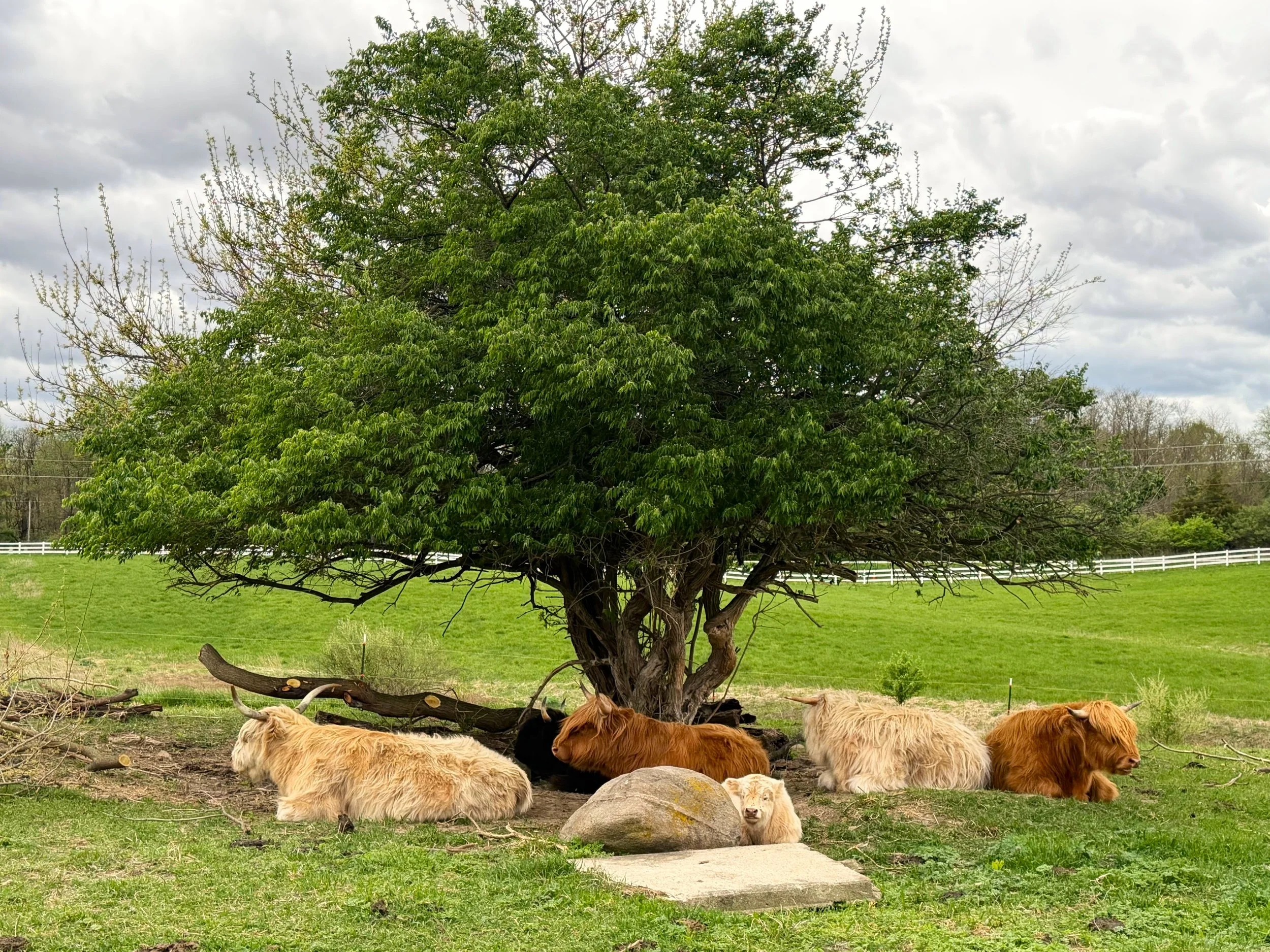 A group of goats resting under a large leafy tree in a grassy area on a cloudy day.
