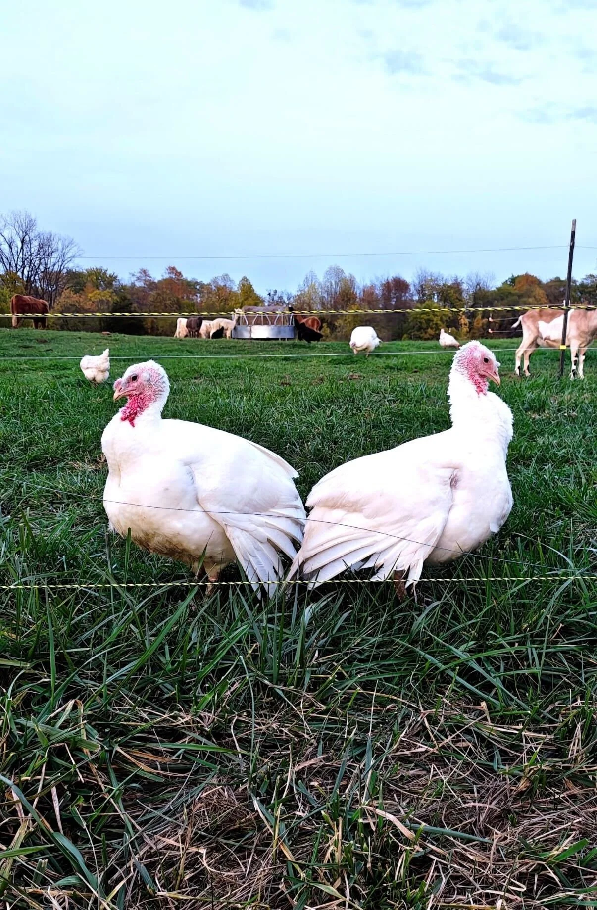 Two white turkeys sitting on grass in a fenced farm with cows and trees in the background.