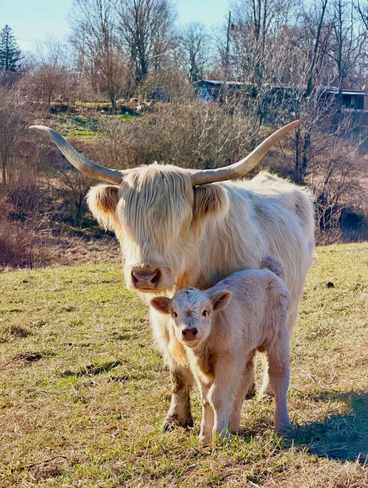 A Highland cow with long, curved horns standing in a grassy field alongside a young calf with light-colored fur, with trees and hills in the background.