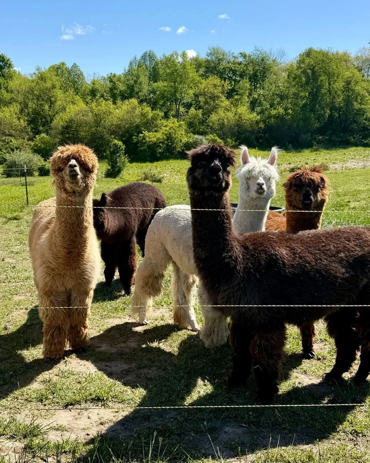 Group of five alpacas in a grassy field, with green trees and blue sky in the background, enclosed with a wire fence.