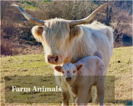 A Highland cow and a calf standing in a pasture, with the text 'Farm Animals' overlayed.