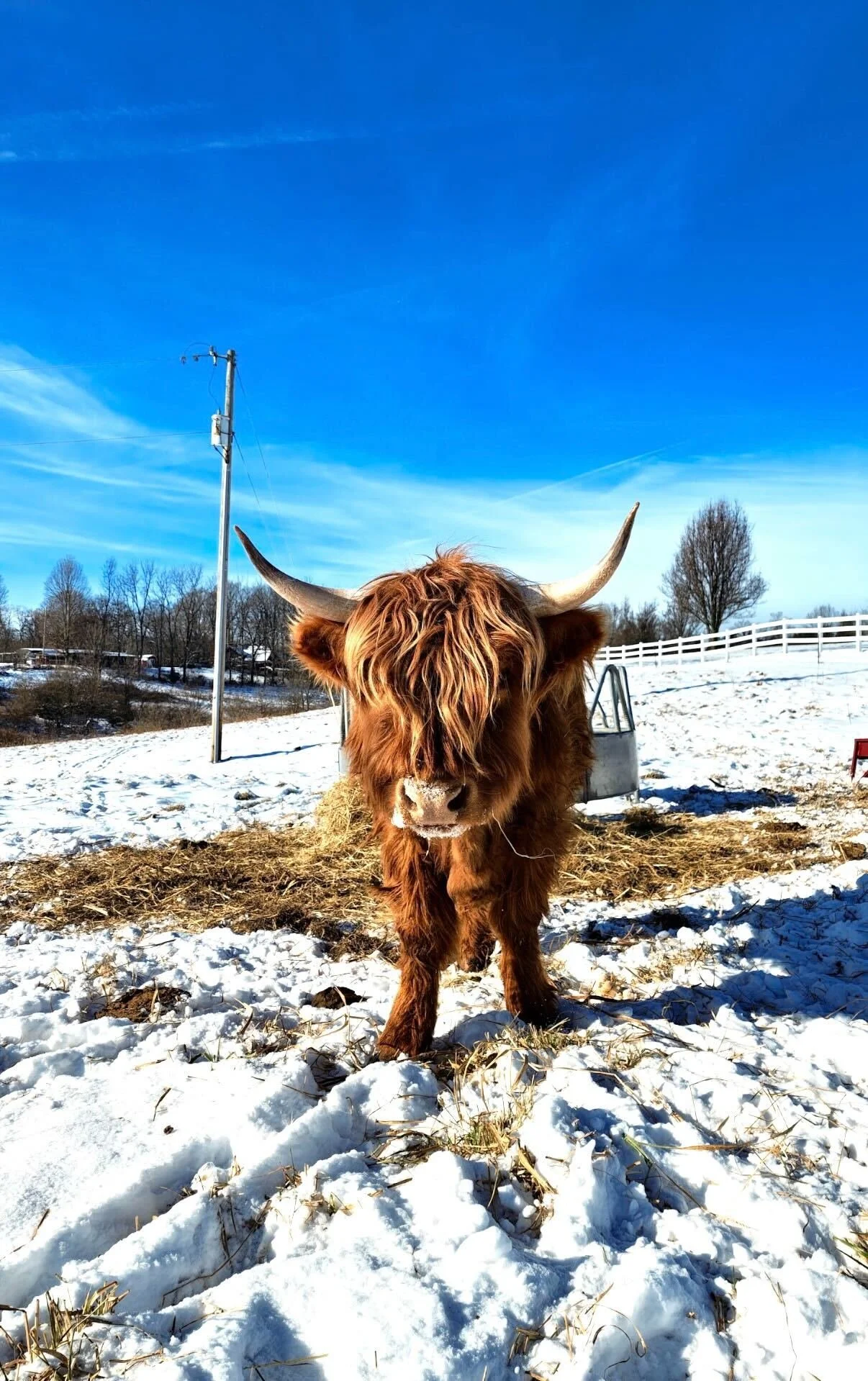 A brown Highland cow with long horns standing in a snow-covered farmyard, with a blue sky and leafless trees in the background.
