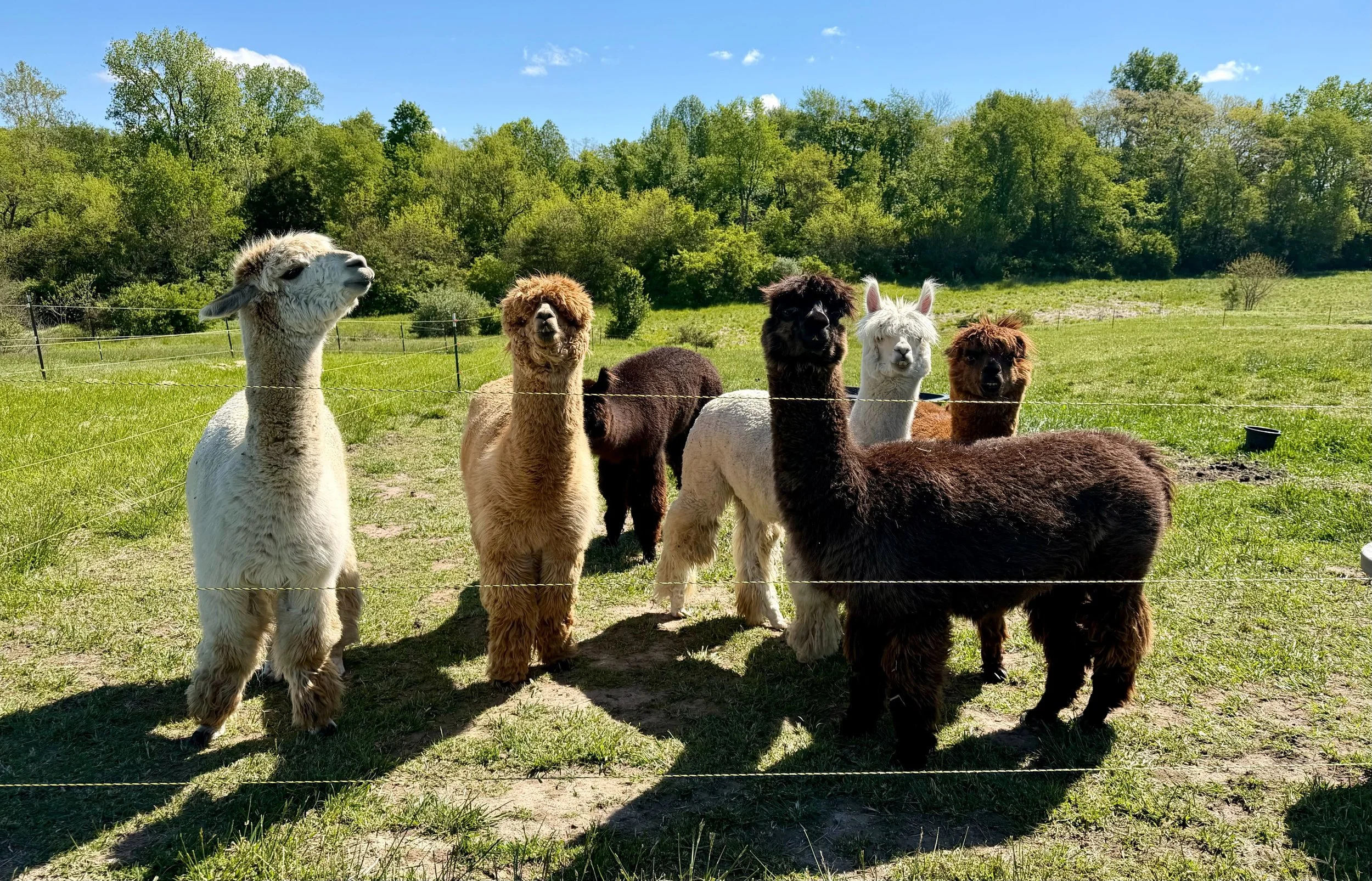 Group of alpacas standing on grass in a fenced outdoor area with trees and blue sky in the background.