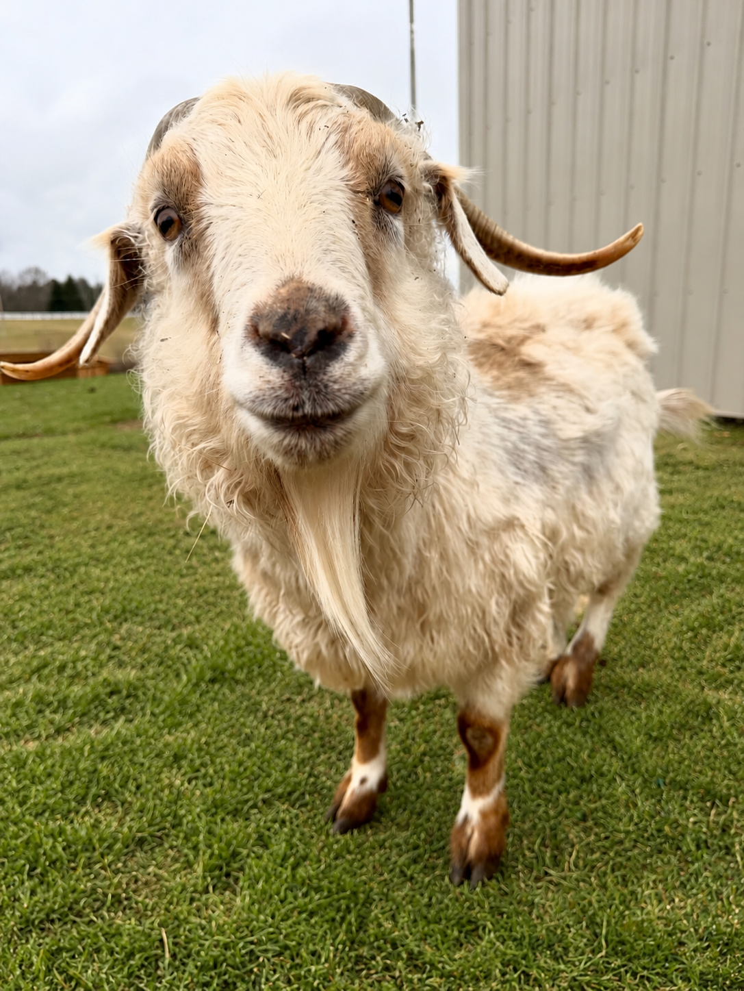 Close-up of a goat with curly white fur, curved horns, and a beard, standing on green grass with a cloudy sky and a building in the background.