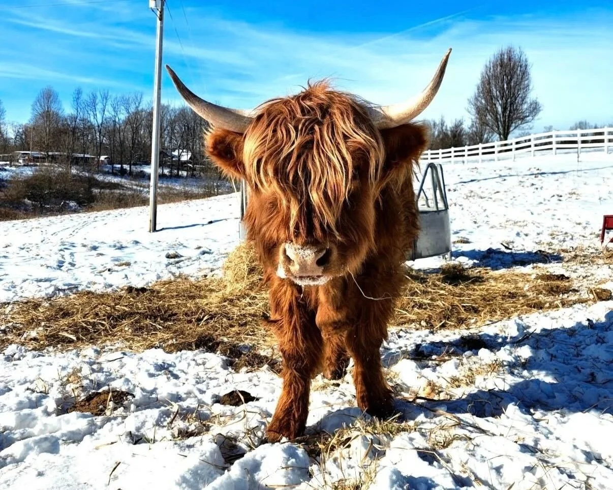 A brown Highland cow standing outdoors in a snow-covered field with a blue sky, leafless trees, and a white fence in the background.