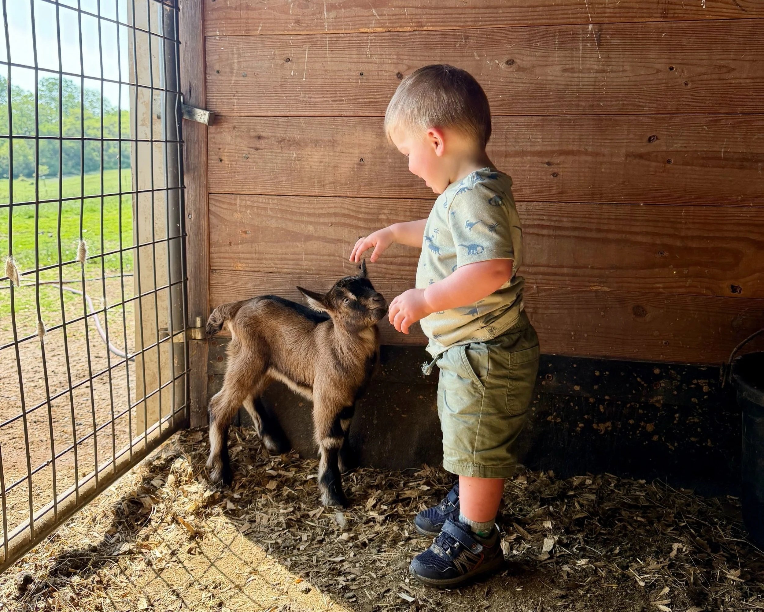A young boy petting a small goat inside a wooden-fenced enclosure with a dirt and straw floor, during daytime.