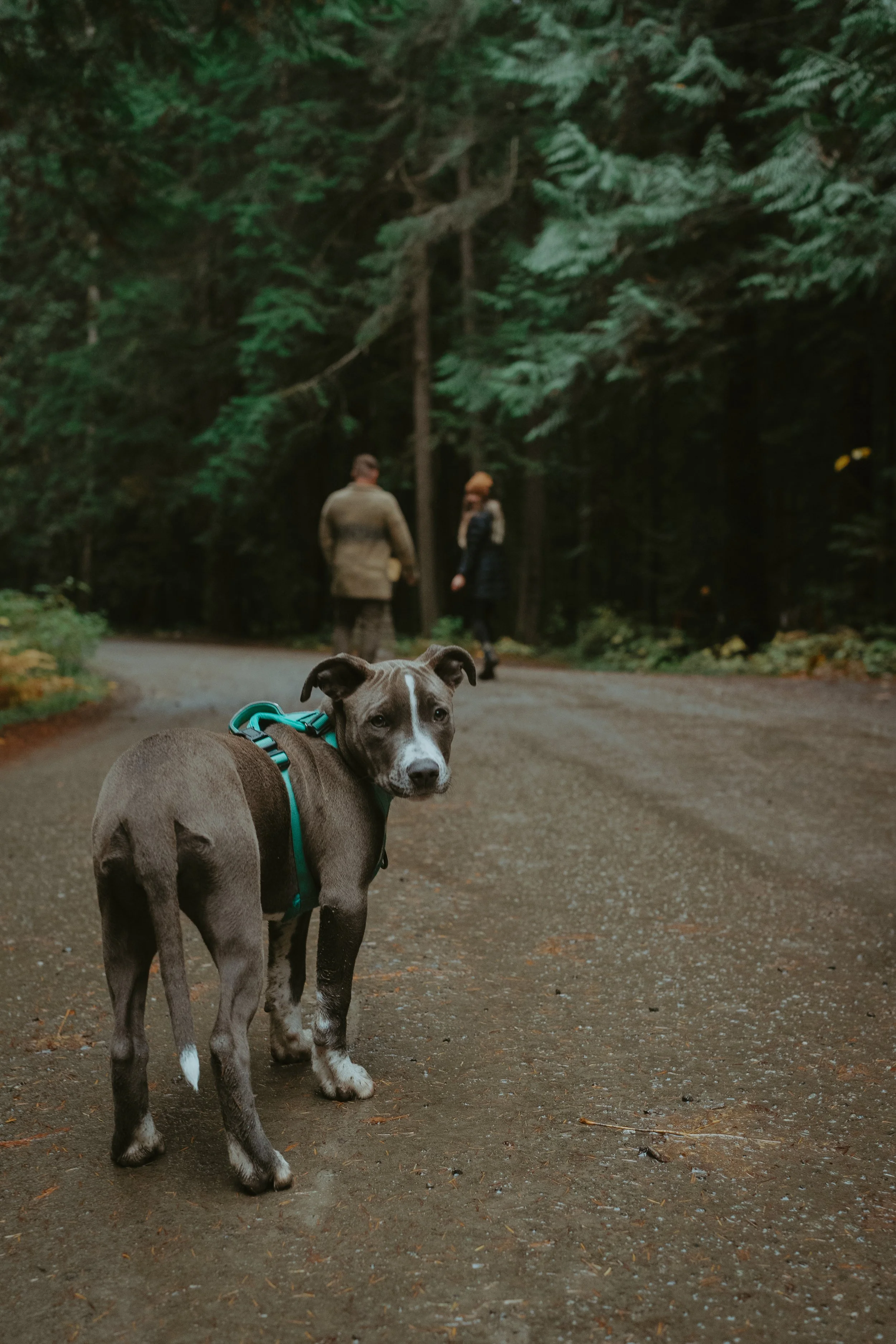 A dog with a harness standing on a trail in a forest, with two people walking in the background among tall trees.