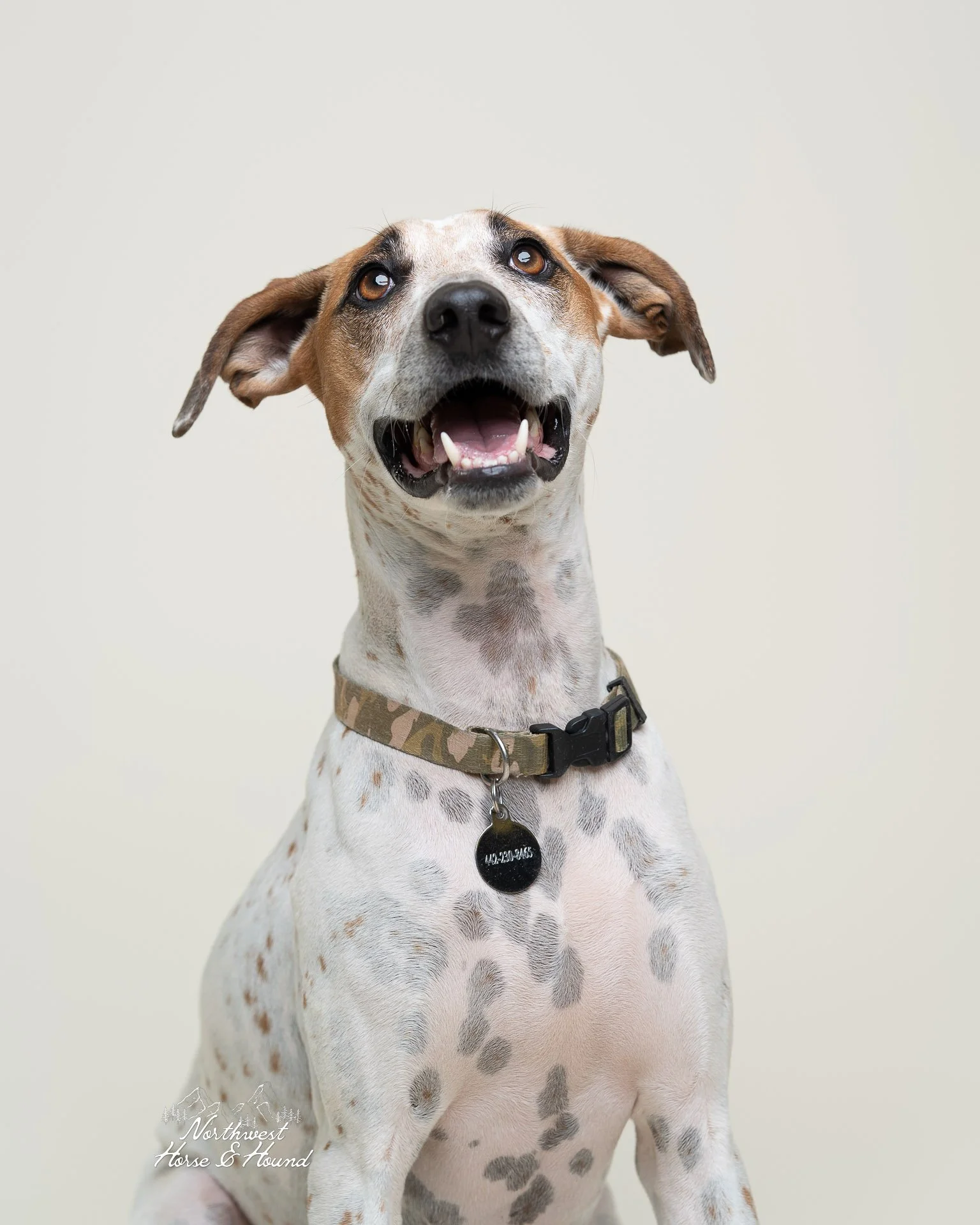 A happy dog with a white coat and brown spots, wearing a camouflage collar and a black tag, sitting against a plain light background.