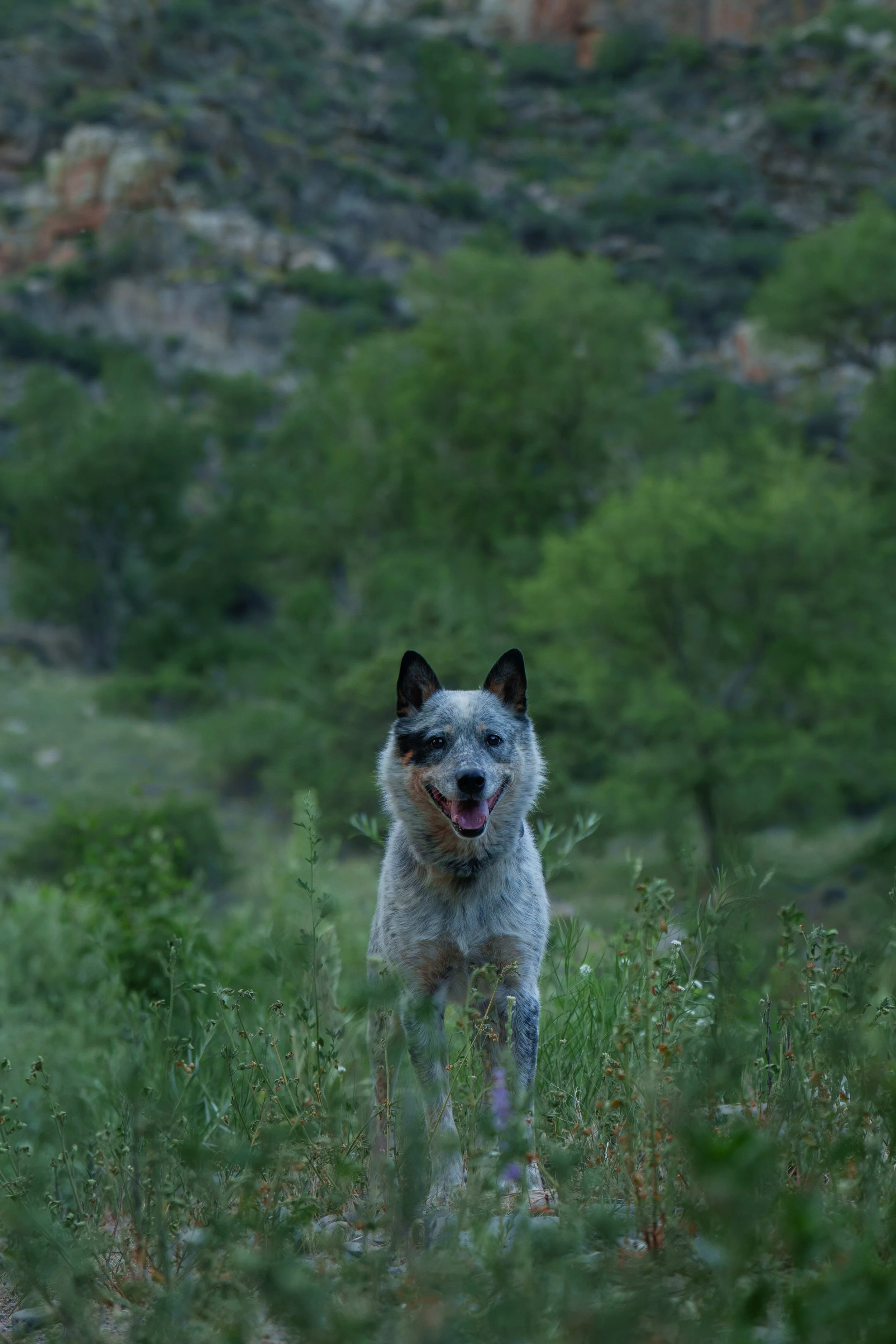 A7409239-Edit.jpg