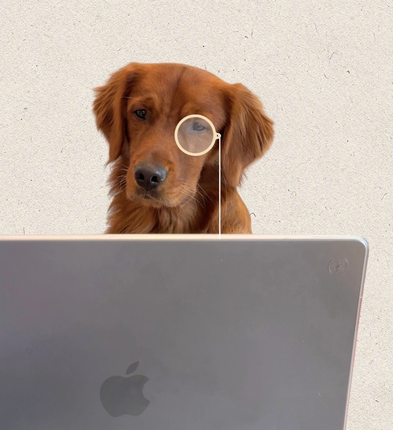 A brown dog with long ears looking at a laptop computer, with one eye obscured by a magnifying glass graphic.