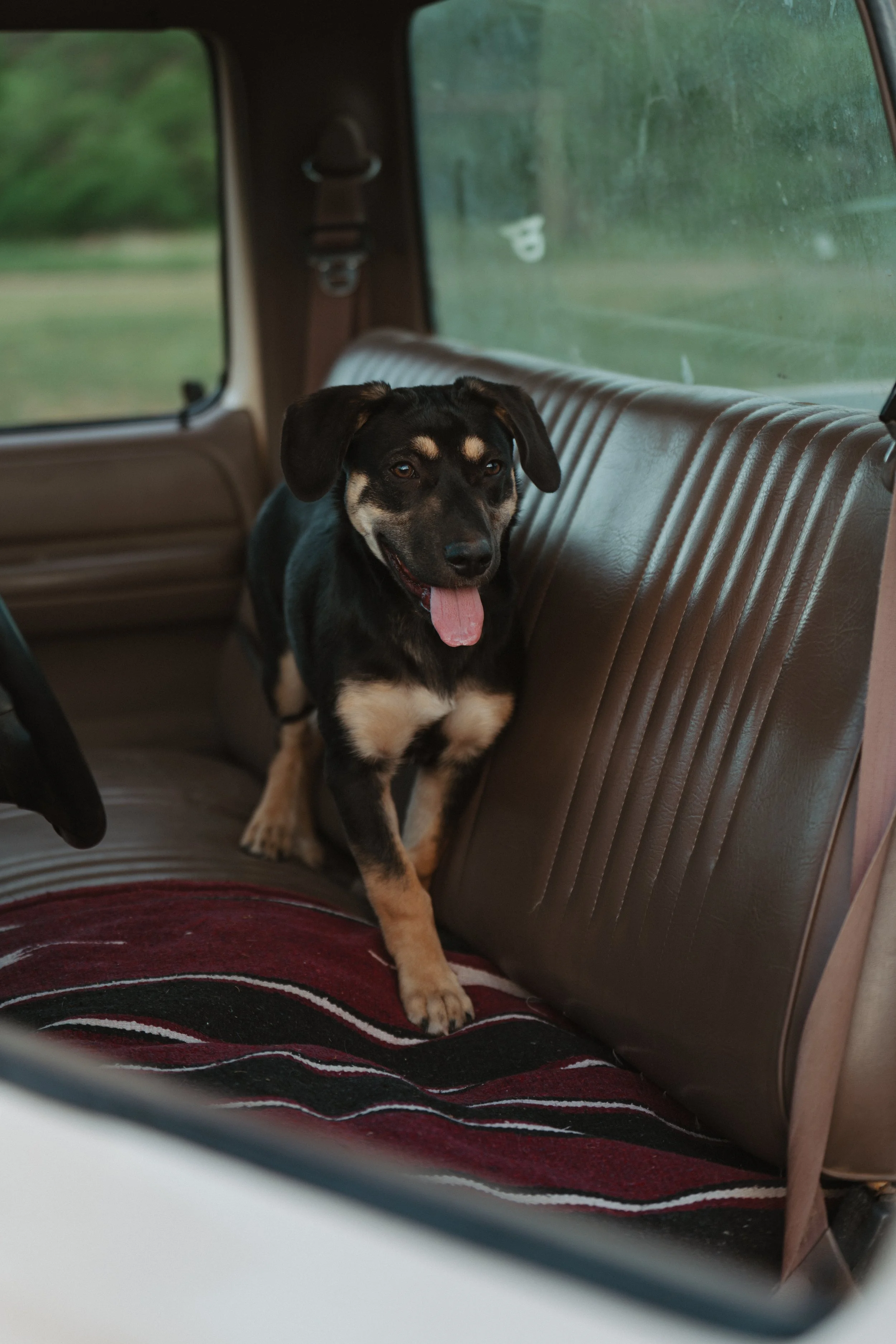 A black and tan puppy with floppy ears and a pink tongue sitting on the retro brown leather backseat of a vehicle, with a view of green trees and grass outside the window.