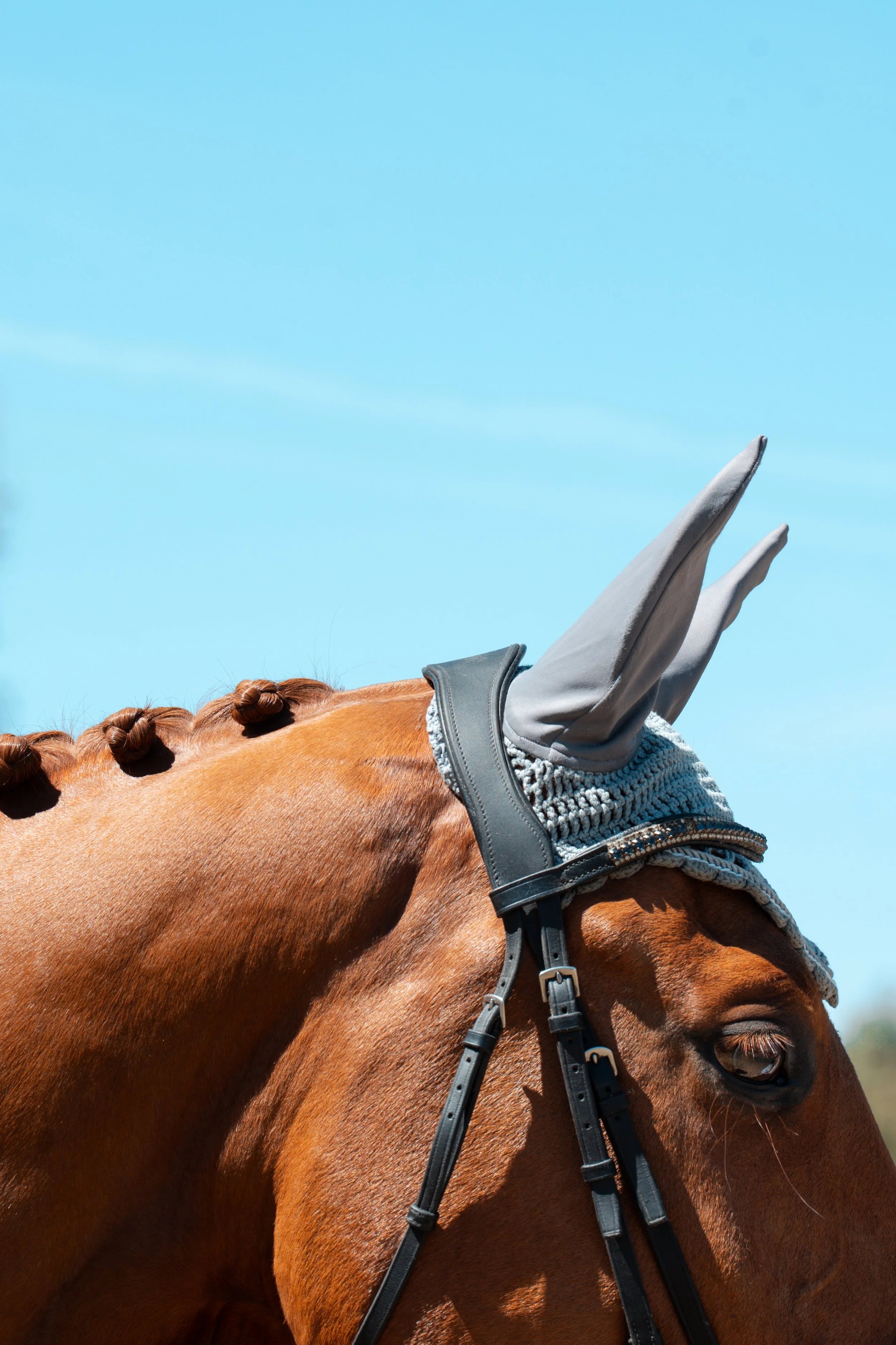 Equestrian
