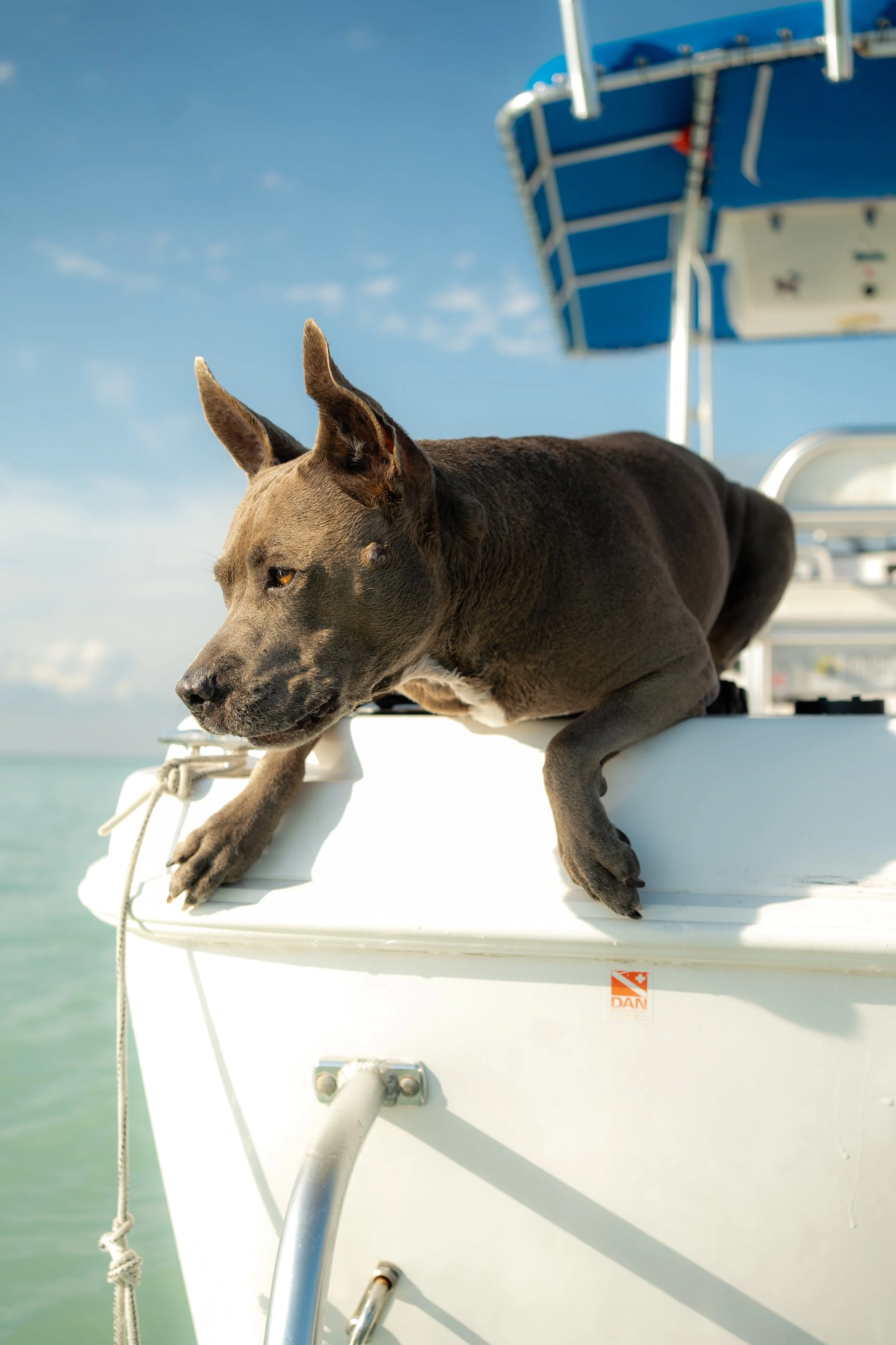Dog lying on the edge of a boat, with ocean and sky in the background, and a blue canopy overhead.