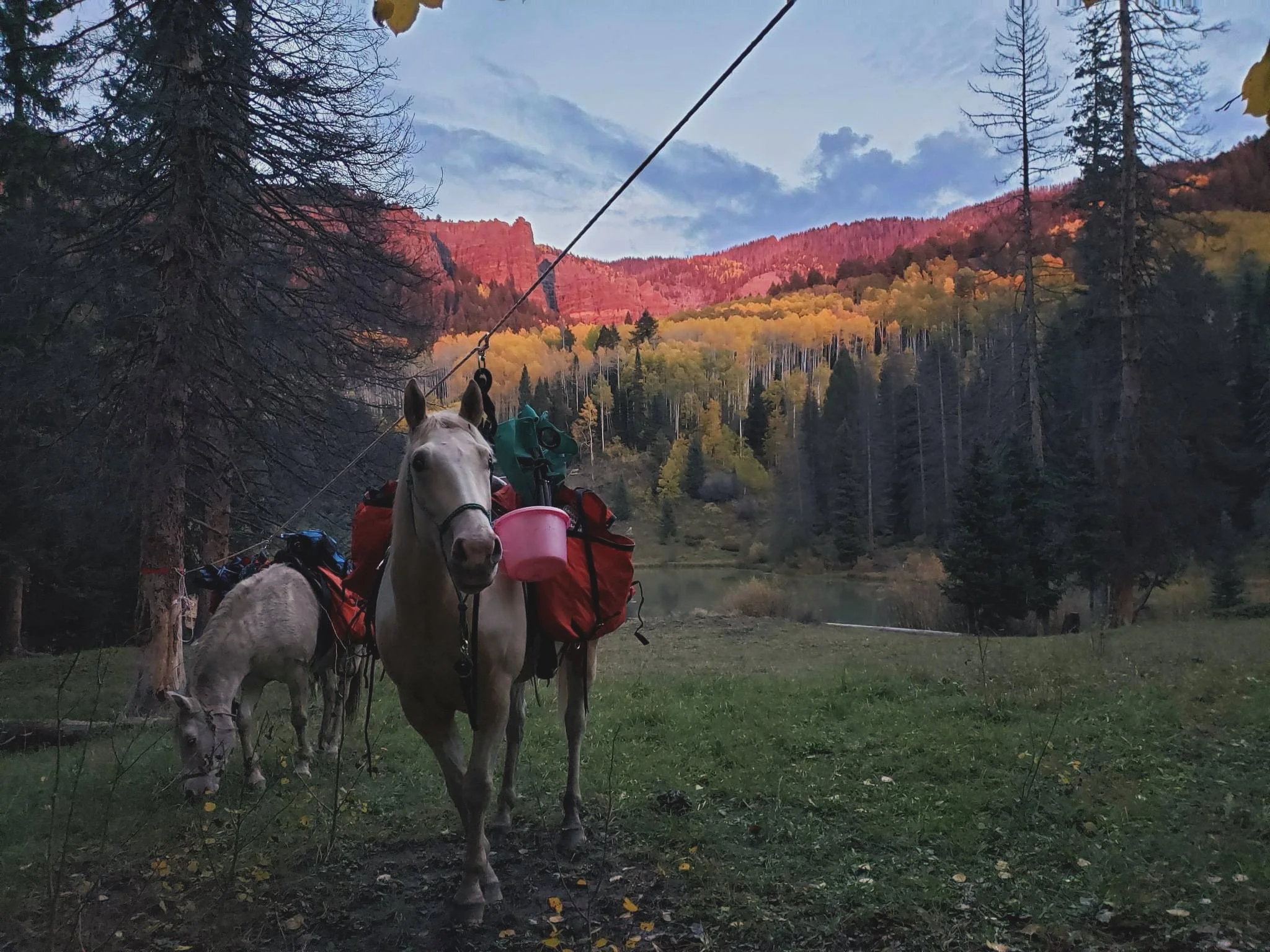 Two horses with gear and buckets on a trail in a forest with colorful autumn trees and mountains in the background.