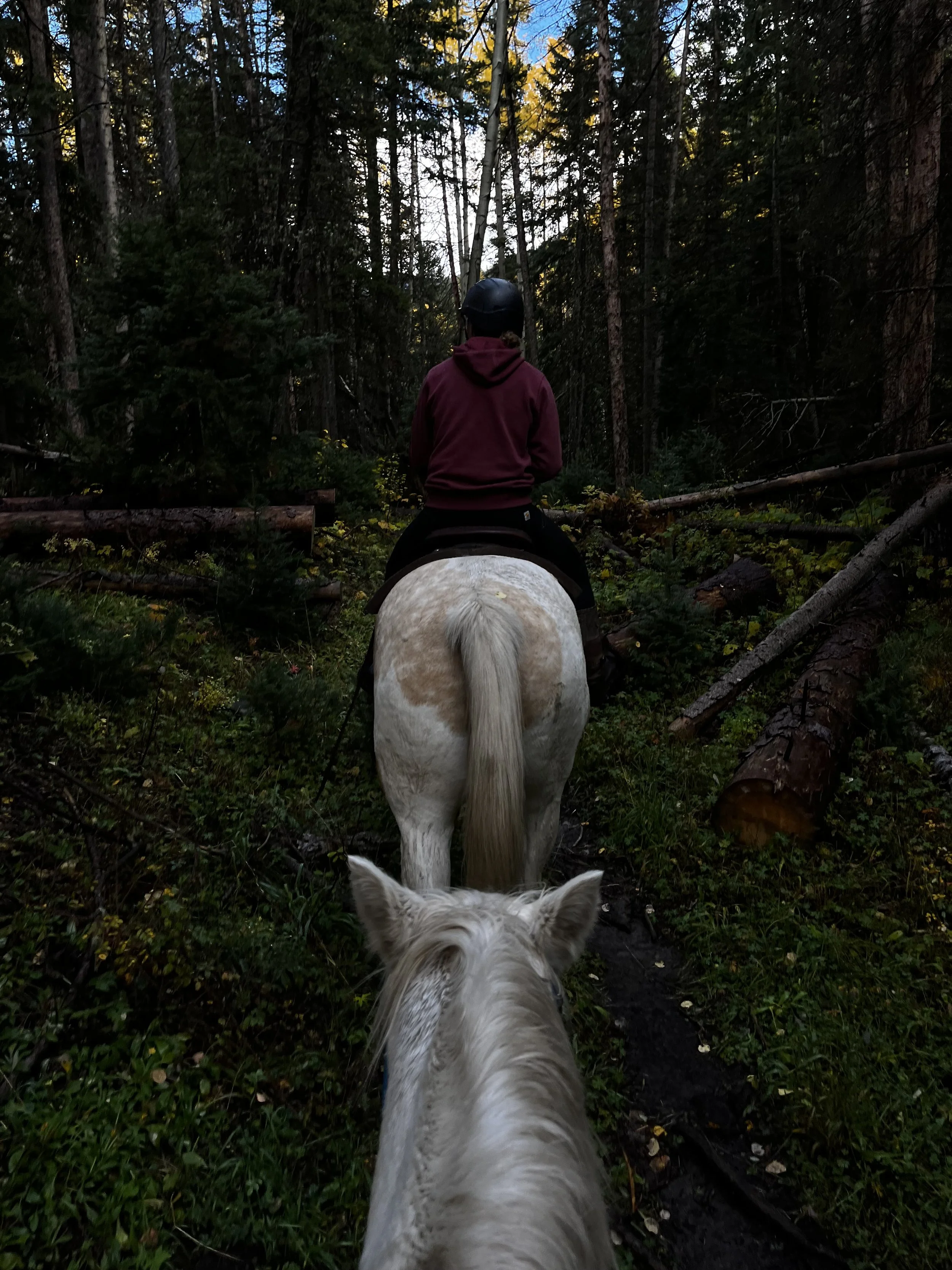Person riding a white horse through a forest with trees and fallen logs, seen from behind.