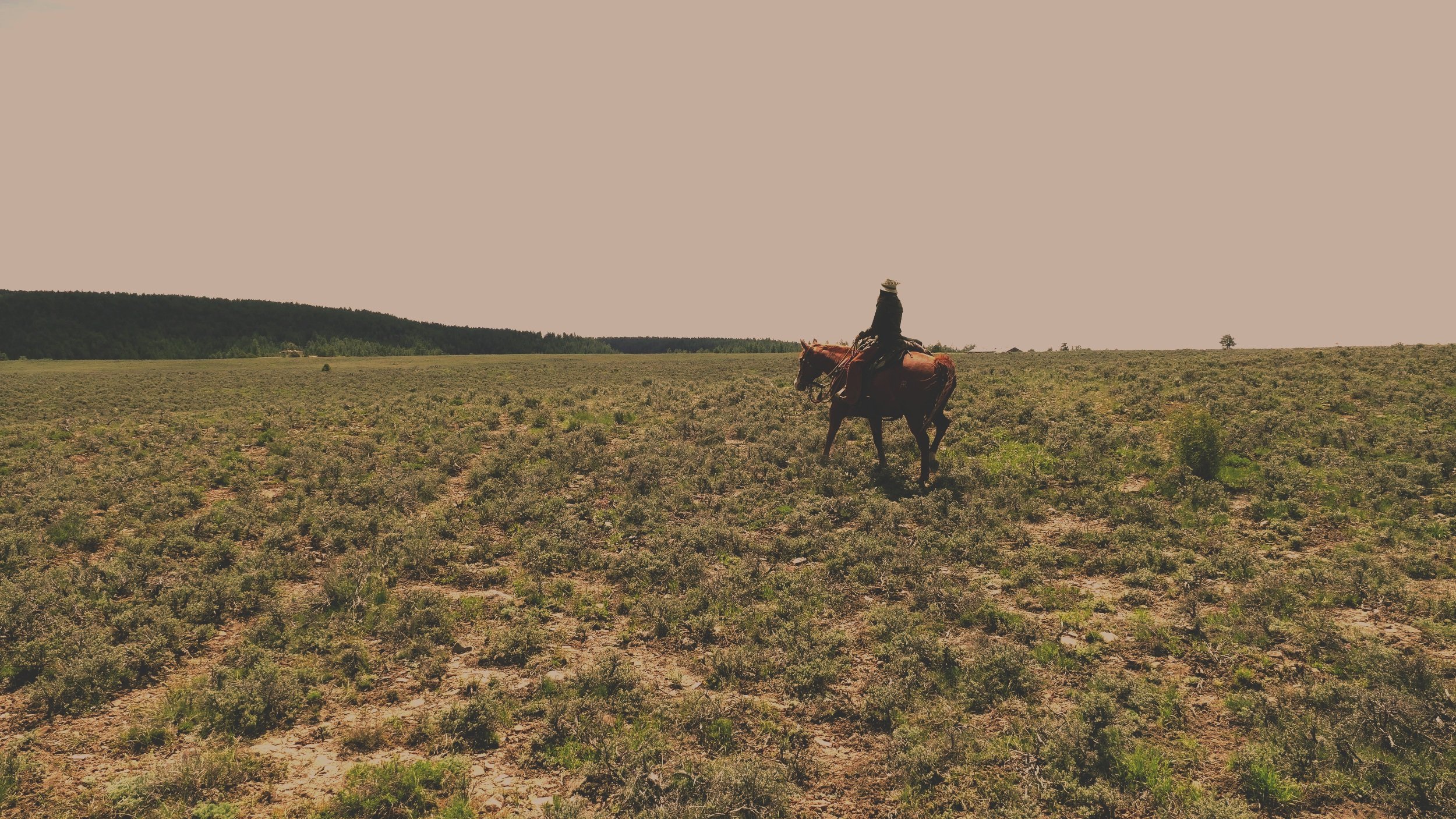 A person riding a horse in a vast, open field with low vegetation and a distant tree line under a clear sky.