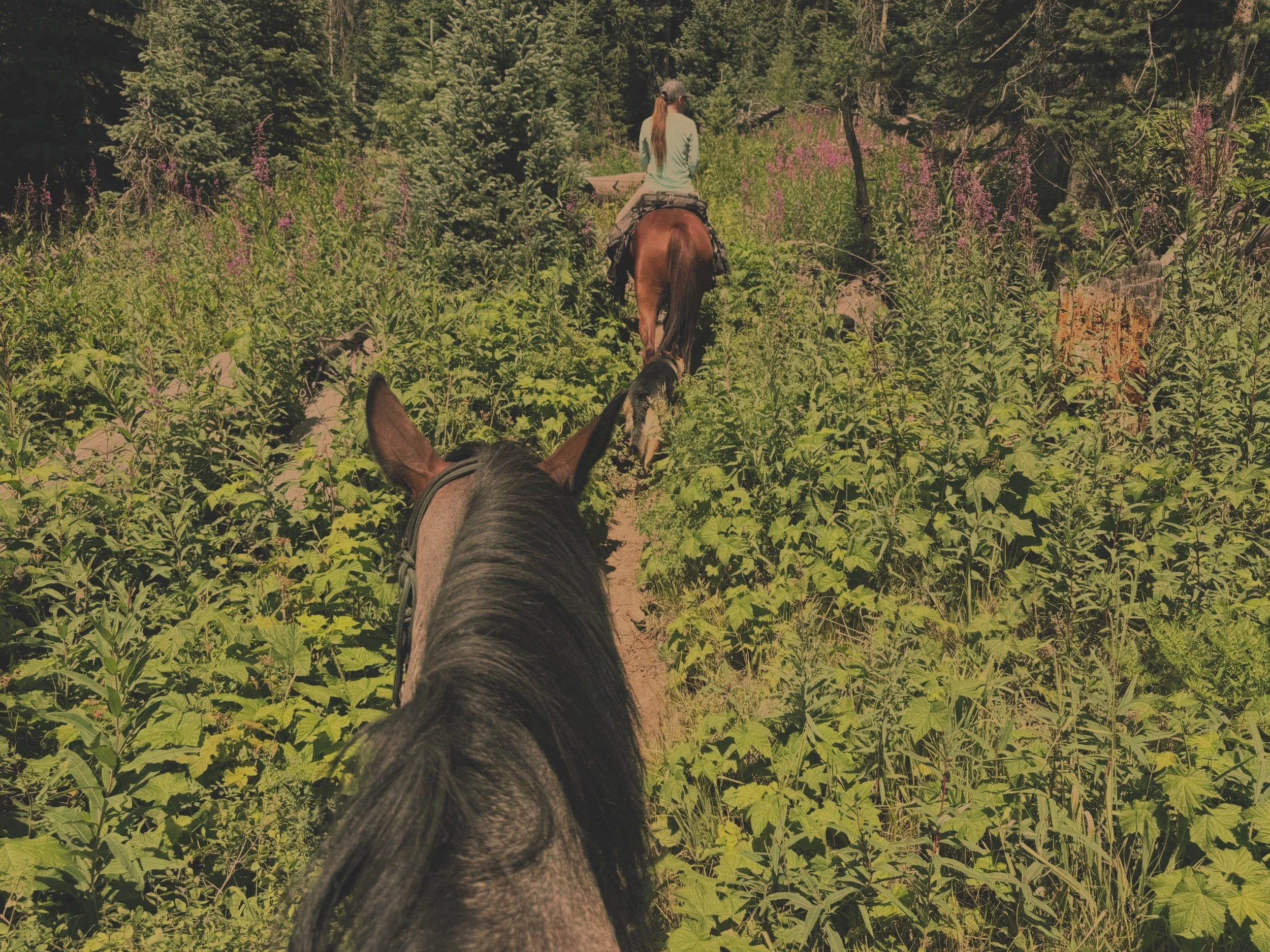 A person riding a horse through a lush, green forest trail with tall trees and purple flowers, seen from the rider's perspective.