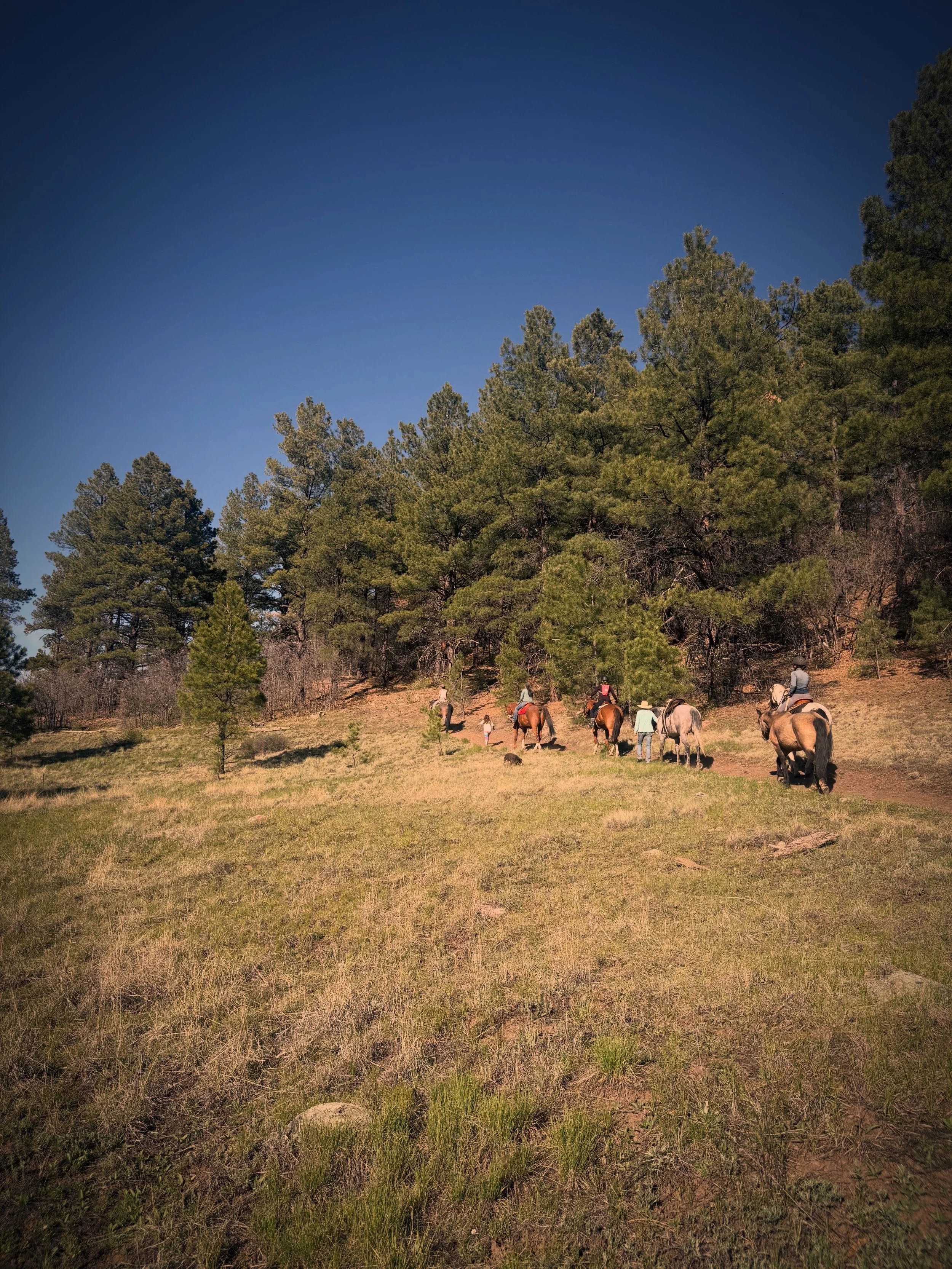 People riding horses on a trail through a forested area under a clear blue sky.
