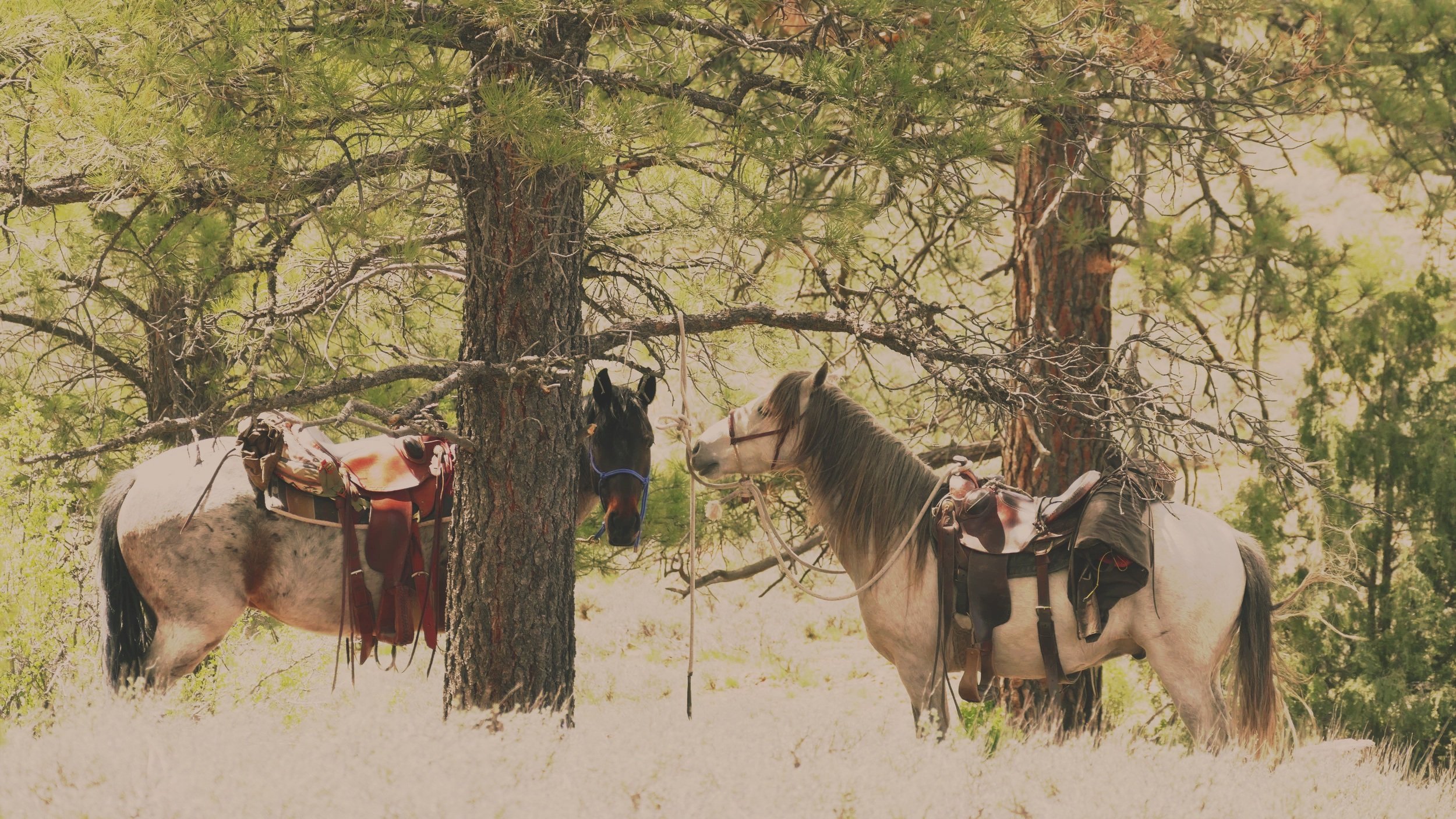 Two horses with saddles and gear tied to a tree trunk in a forested area with green trees and sunlight.