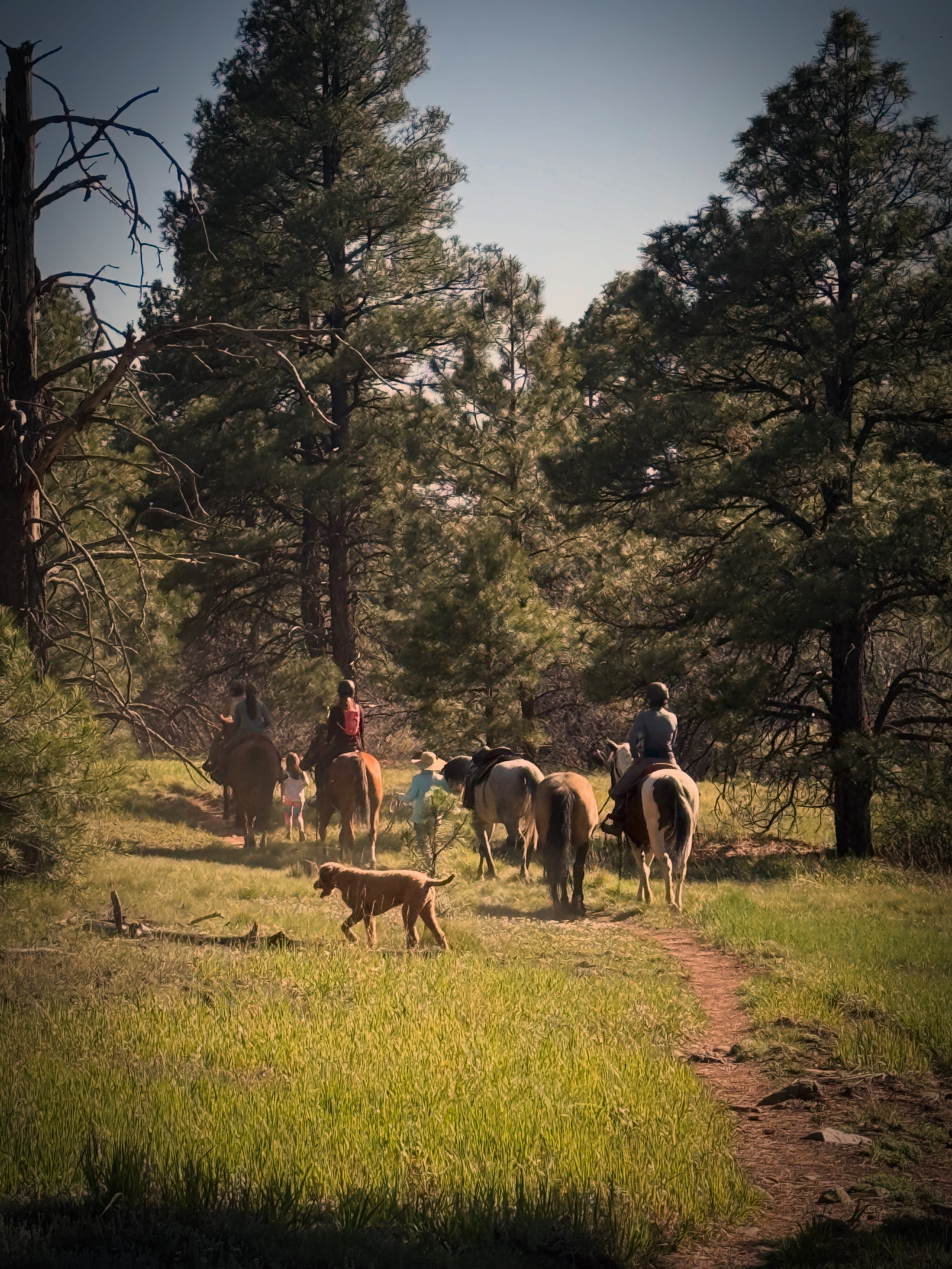 A group of people riding horses on a forest trail surrounded by tall pine trees with a clear sky overhead.