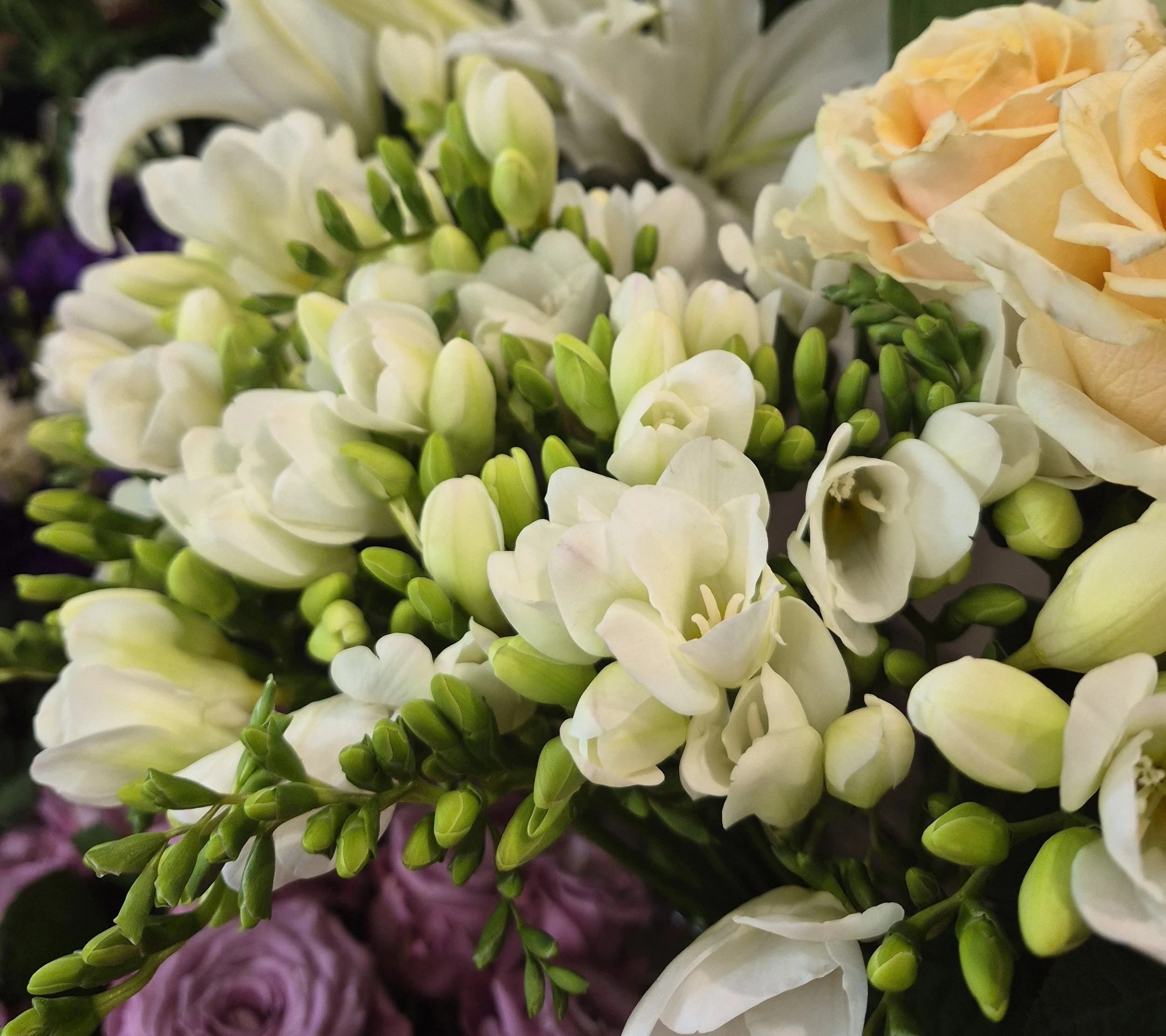 Close-up of white and cream freesias.