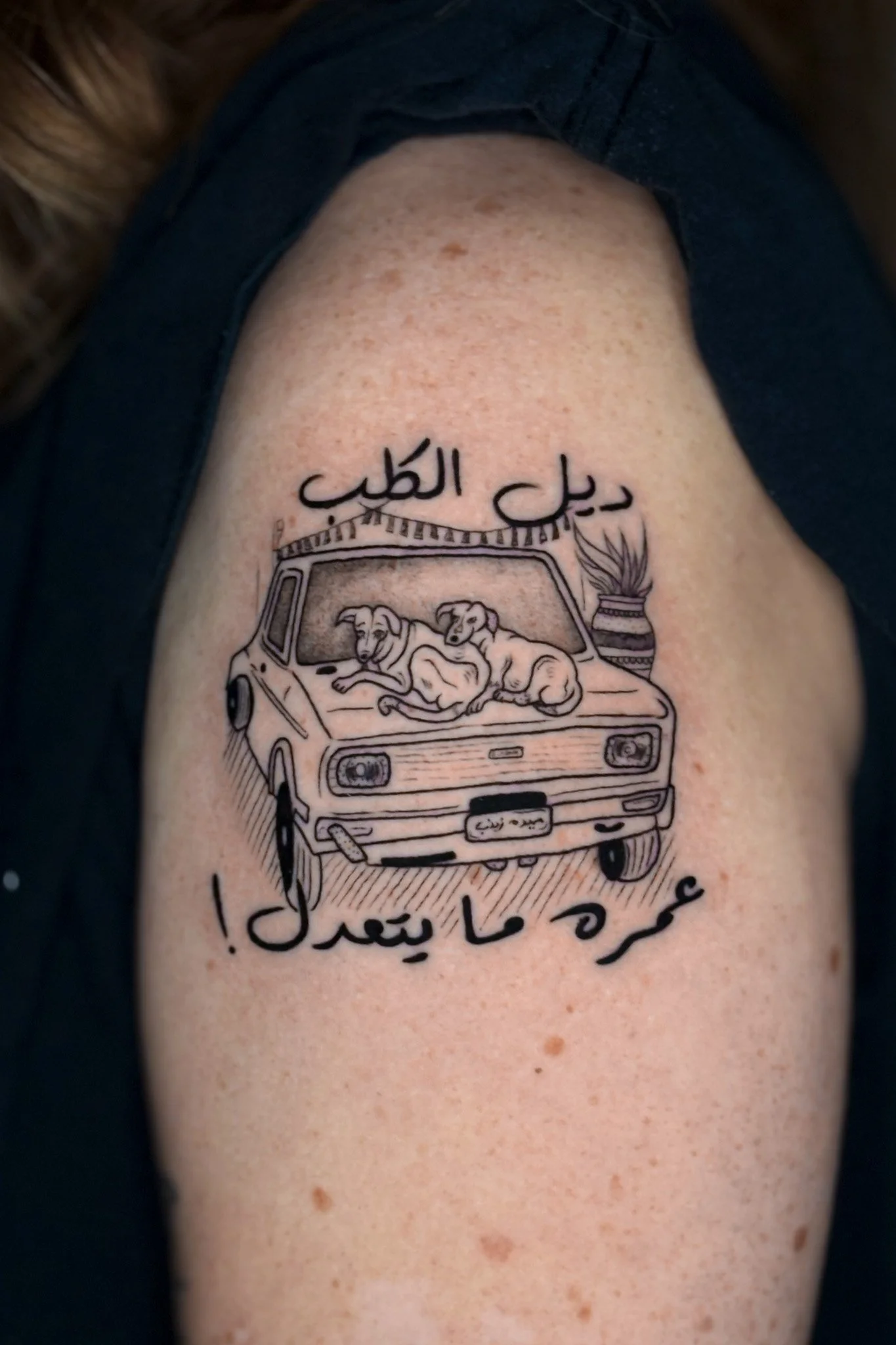 Cairo dogs.jpg