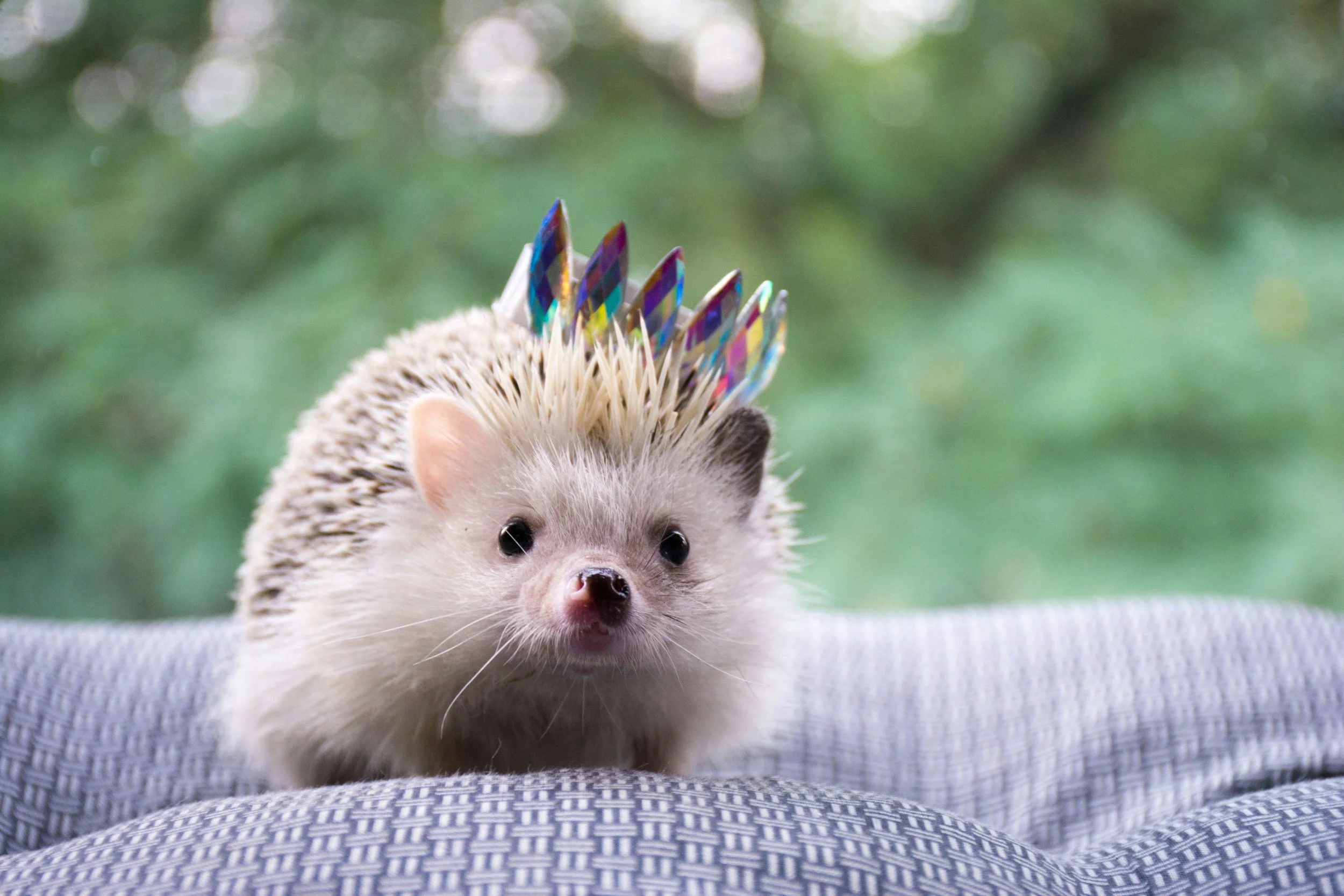 A small hedgehog wearing a colorful crown made of shiny, multicolored plastic pieces, lying on a textured woven gray surface with a blurred green background.