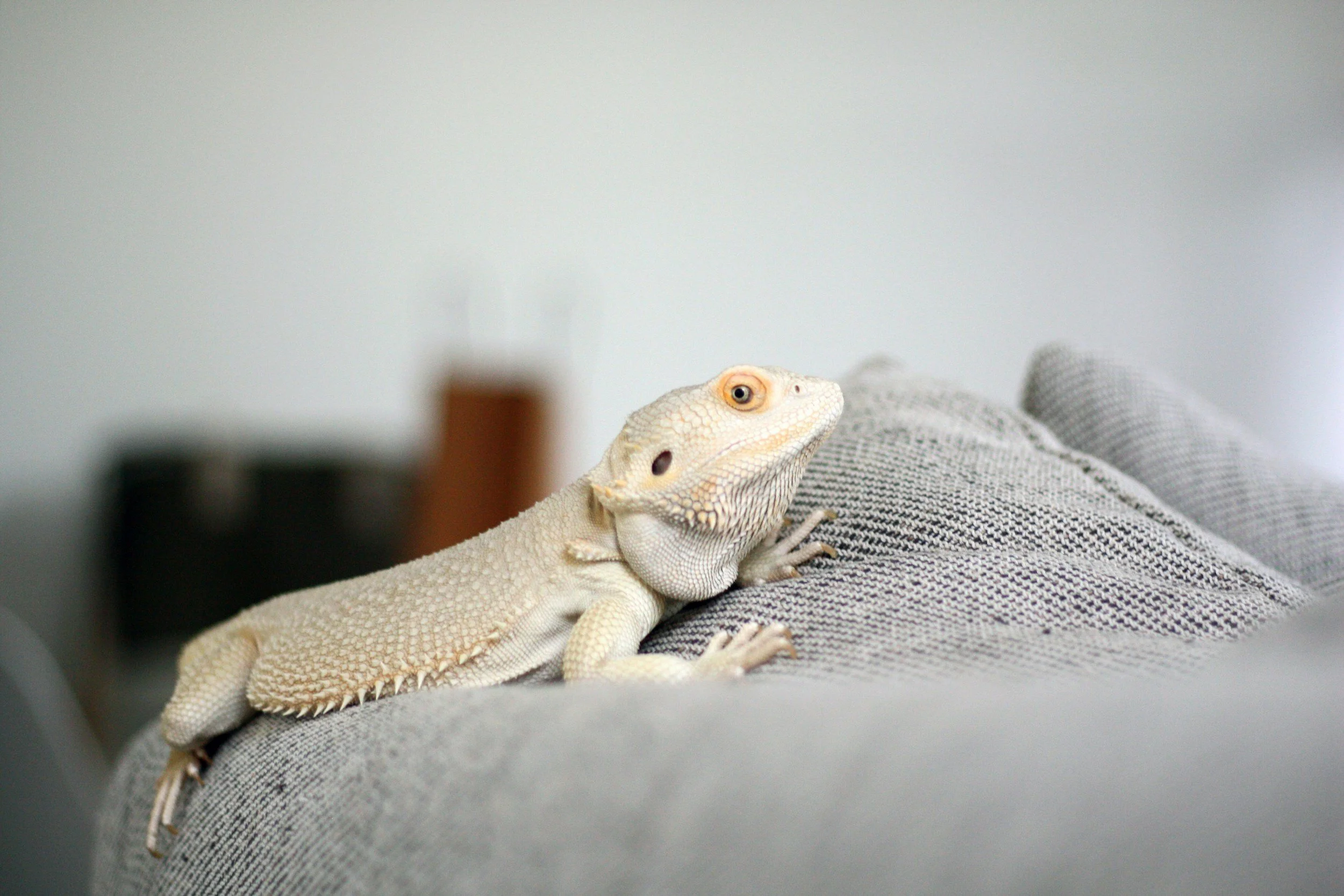 A white iguana resting on a gray fabric surface.