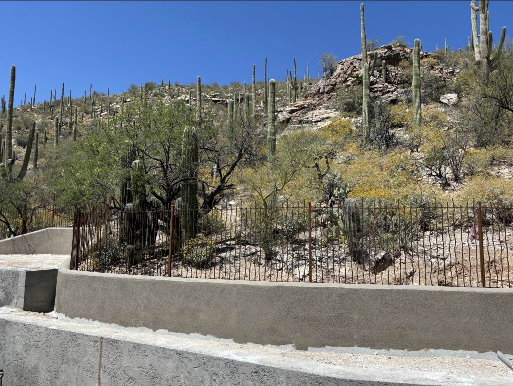 A desert hillside with numerous tall cactus plants, some trees and yellow flowering shrubs, enclosed by a low concrete wall and metal fence.