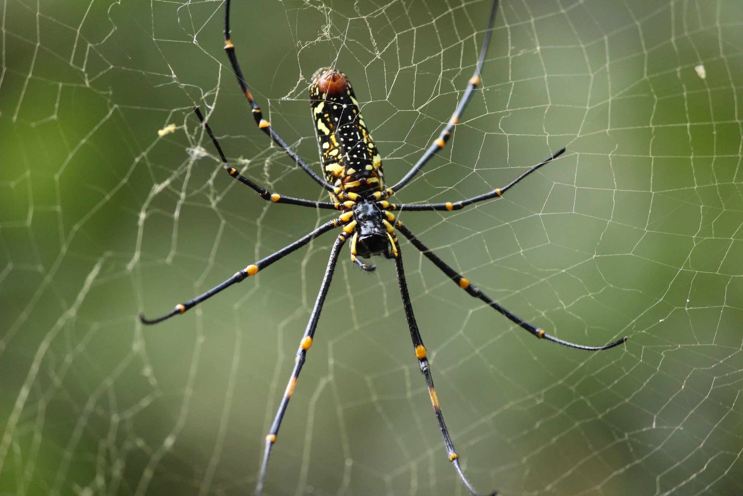 Giant_Golden_Orb_Weaver_(Ventral_Side).jpg