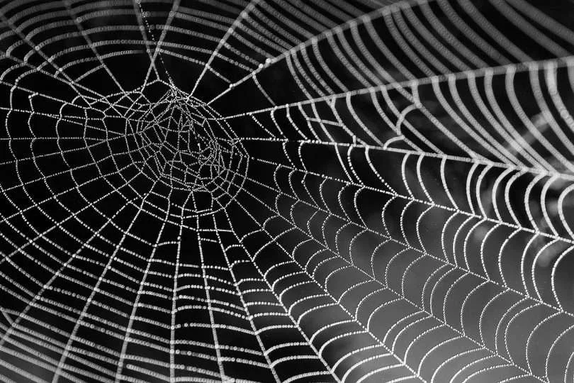 spider-web-with-water-beads-921039_1280-810x540.jpg