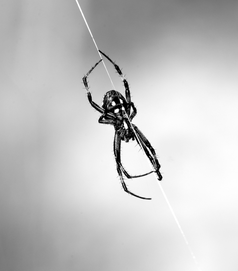 Orb-Weaver-Big-Bend-Campsite-Live.webp