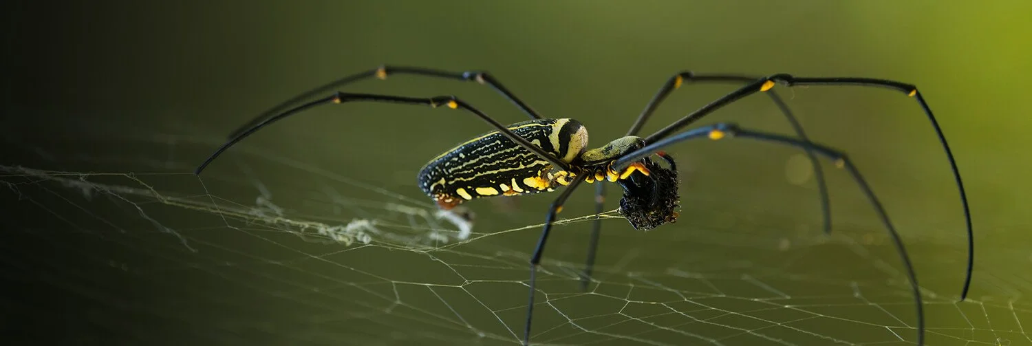 sdzkids_animalprofilepage_golden_orb_weaver_unique_hero.jpg
