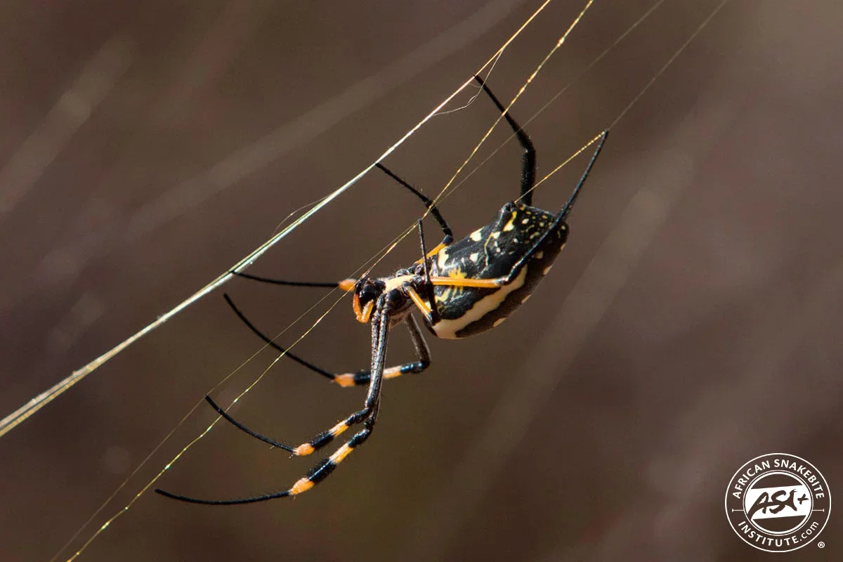 Orb-Spider.webp