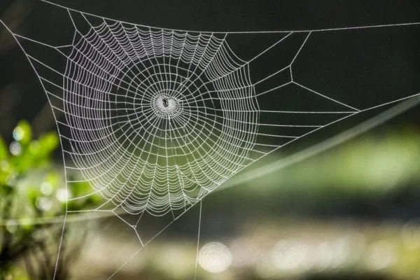 close-up-of-spider-web.jpg