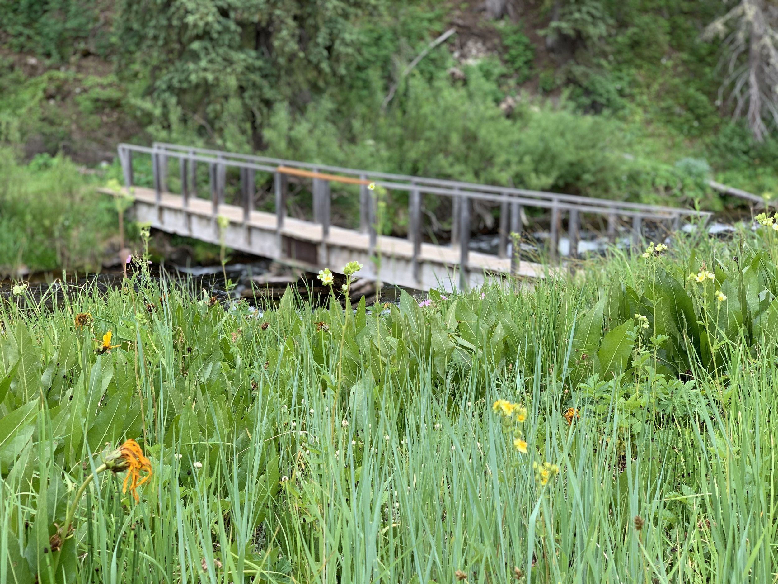 Alice Lake Bridge.JPEG