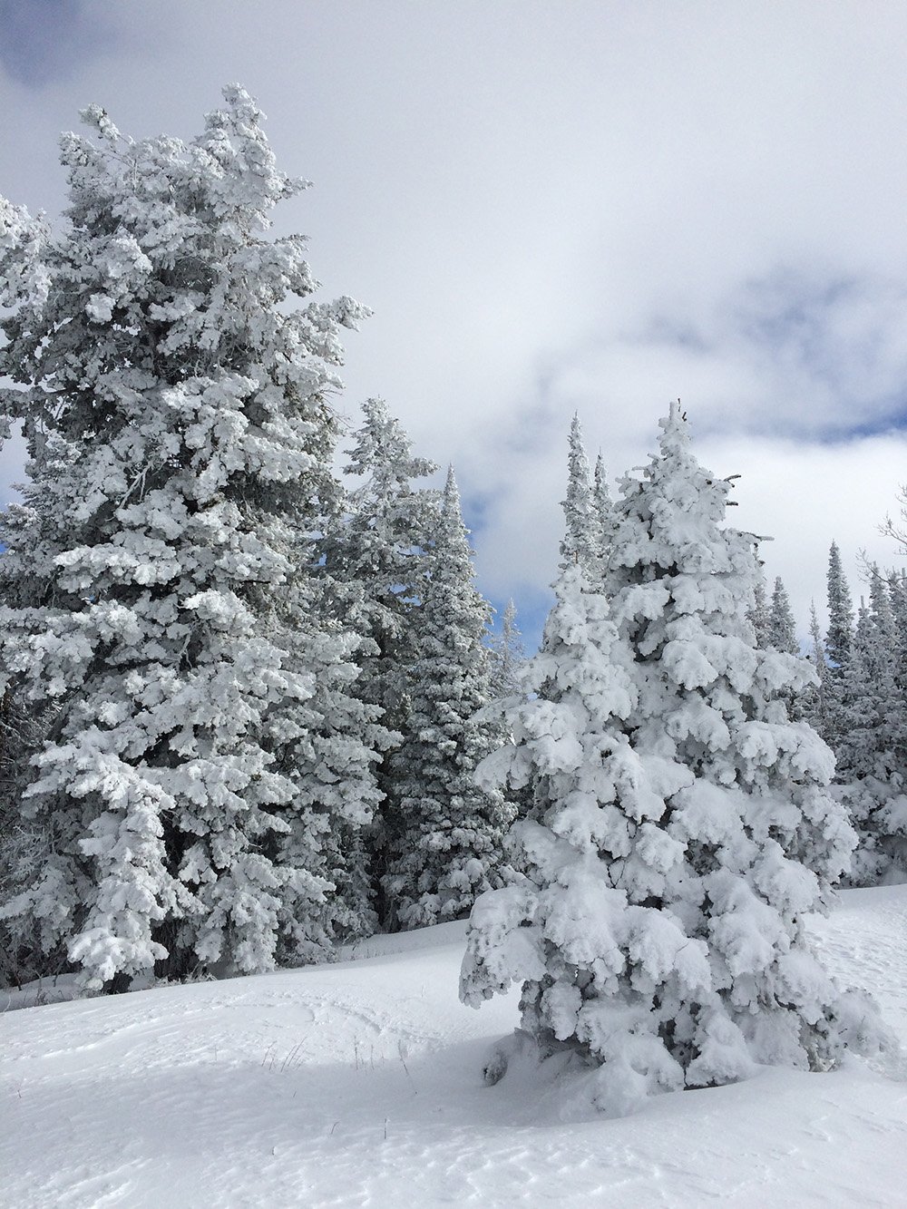 snow trees, abby.jpg