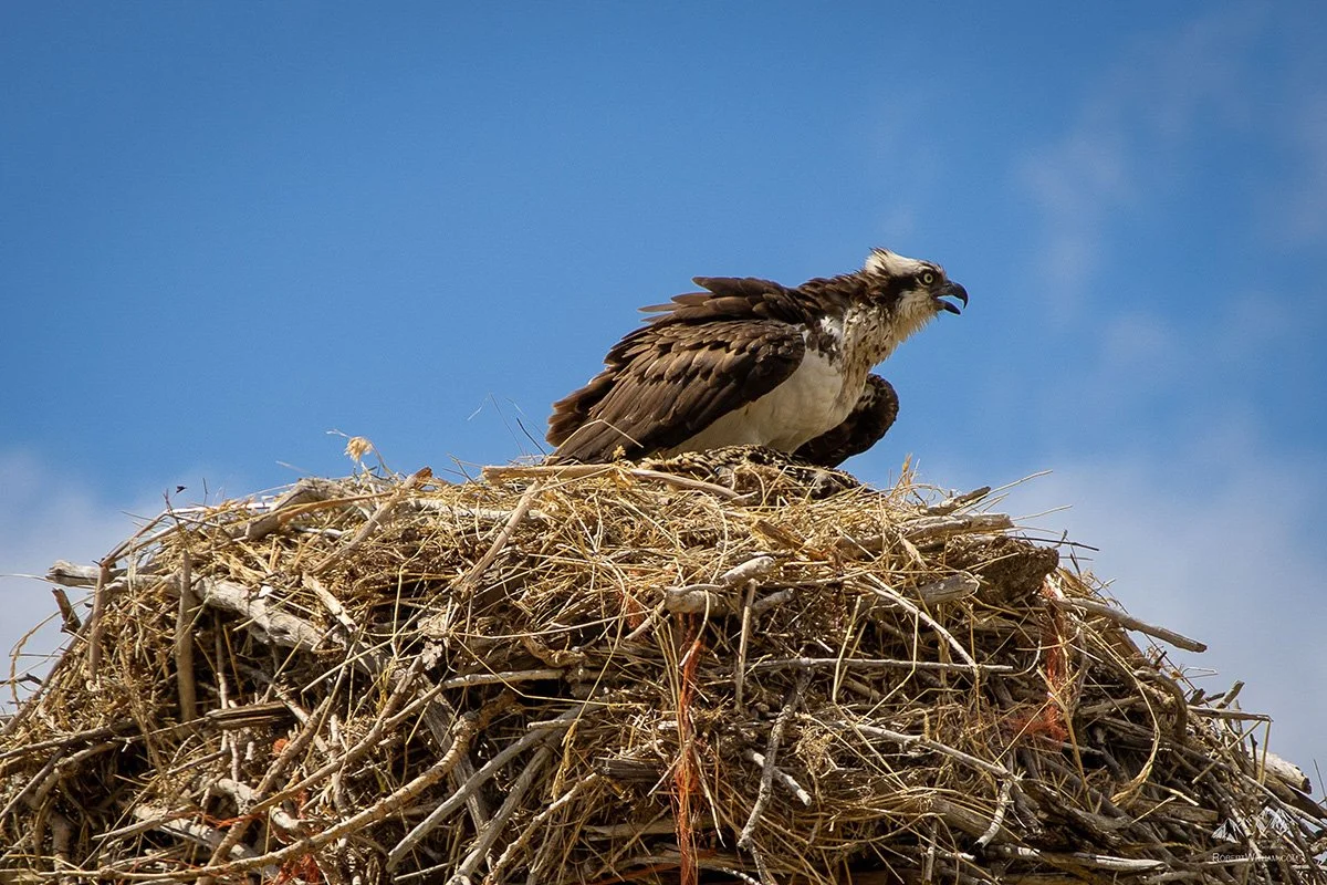 nesting-osprey-in-rural-wyoming-2026-03-18-05-42-55-utc.jpg