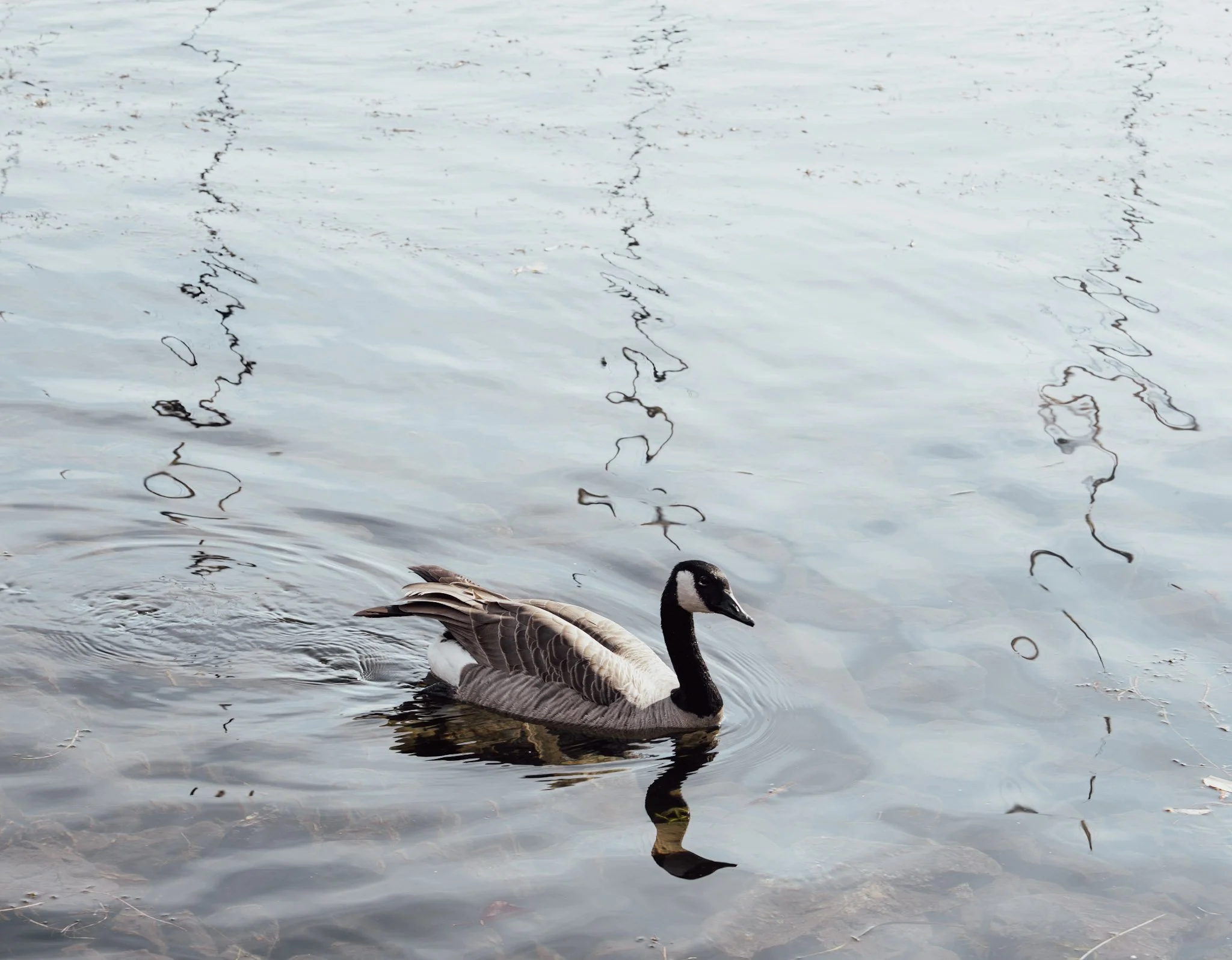 canadian goose.jpg