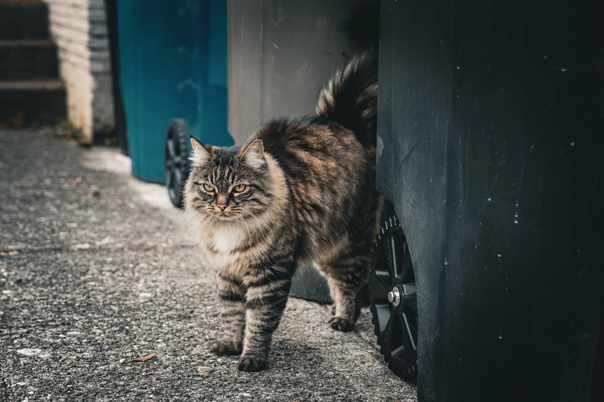 cat by garbage bins2.jpg