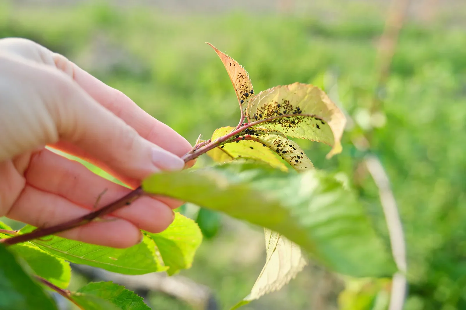 Pest & Weed Management